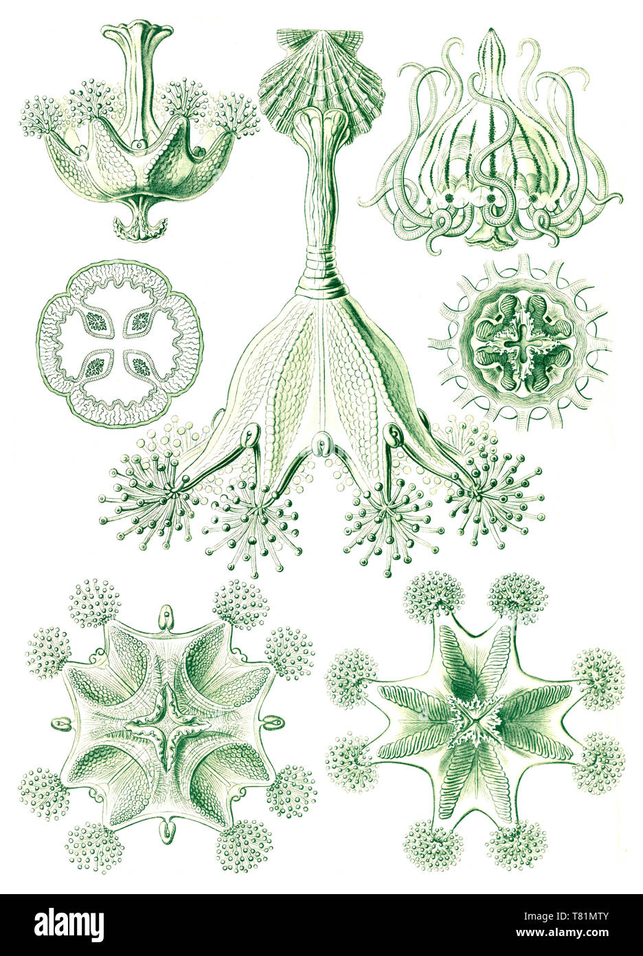 Ernst Haeckel, Stauromedusae, Stalked Jellyfish Stock Photo
