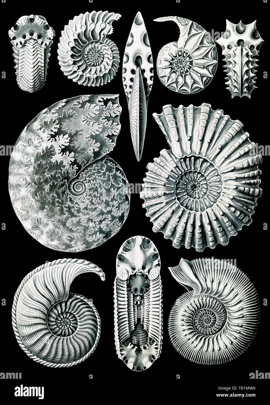 Ernst Haeckel, Ammonite, Extinct Marine Mollusk Stock Photo