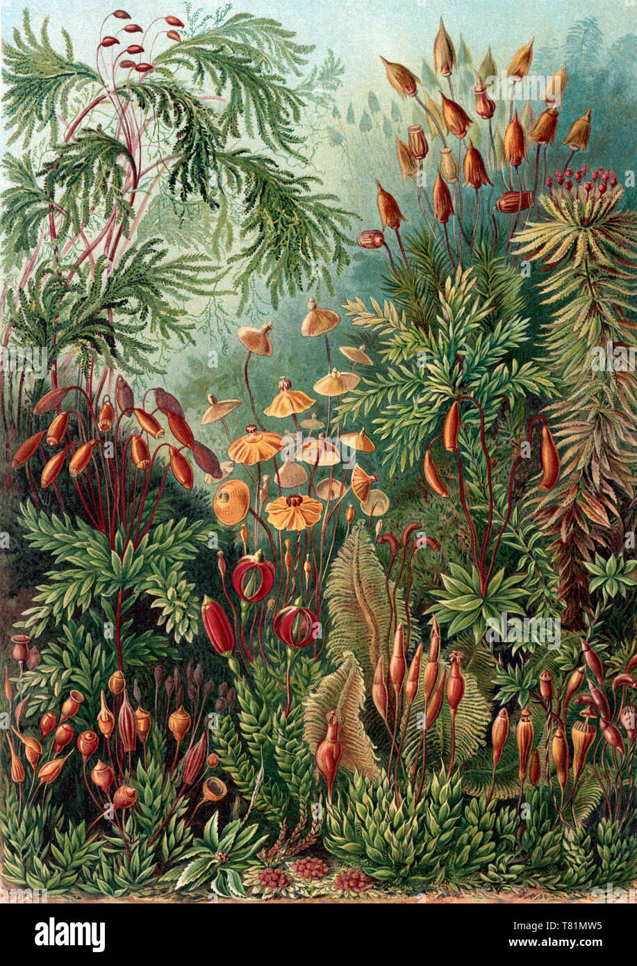 Ernst Haeckel, Bryophyta, Mosses Stock Photo