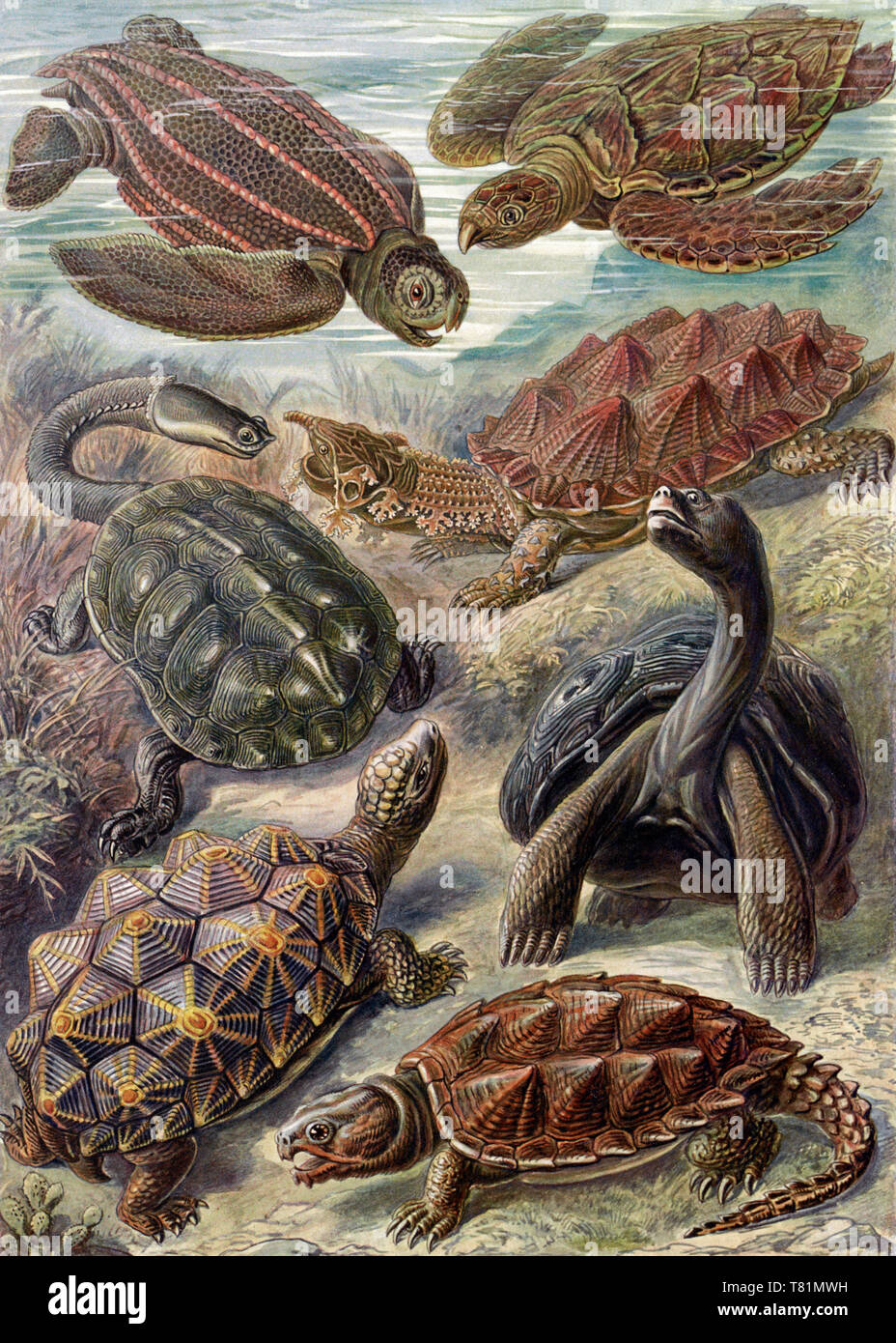 Ernst Haeckel, Testudines, Tortoises and Turtles Stock Photo