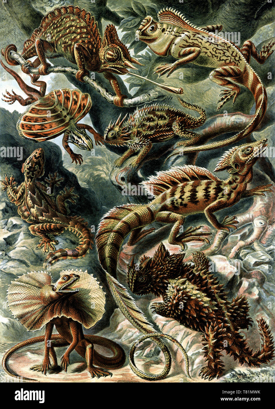 Ernst Haeckel, Lacertilia, Corytophanidae Lizards Stock Photo