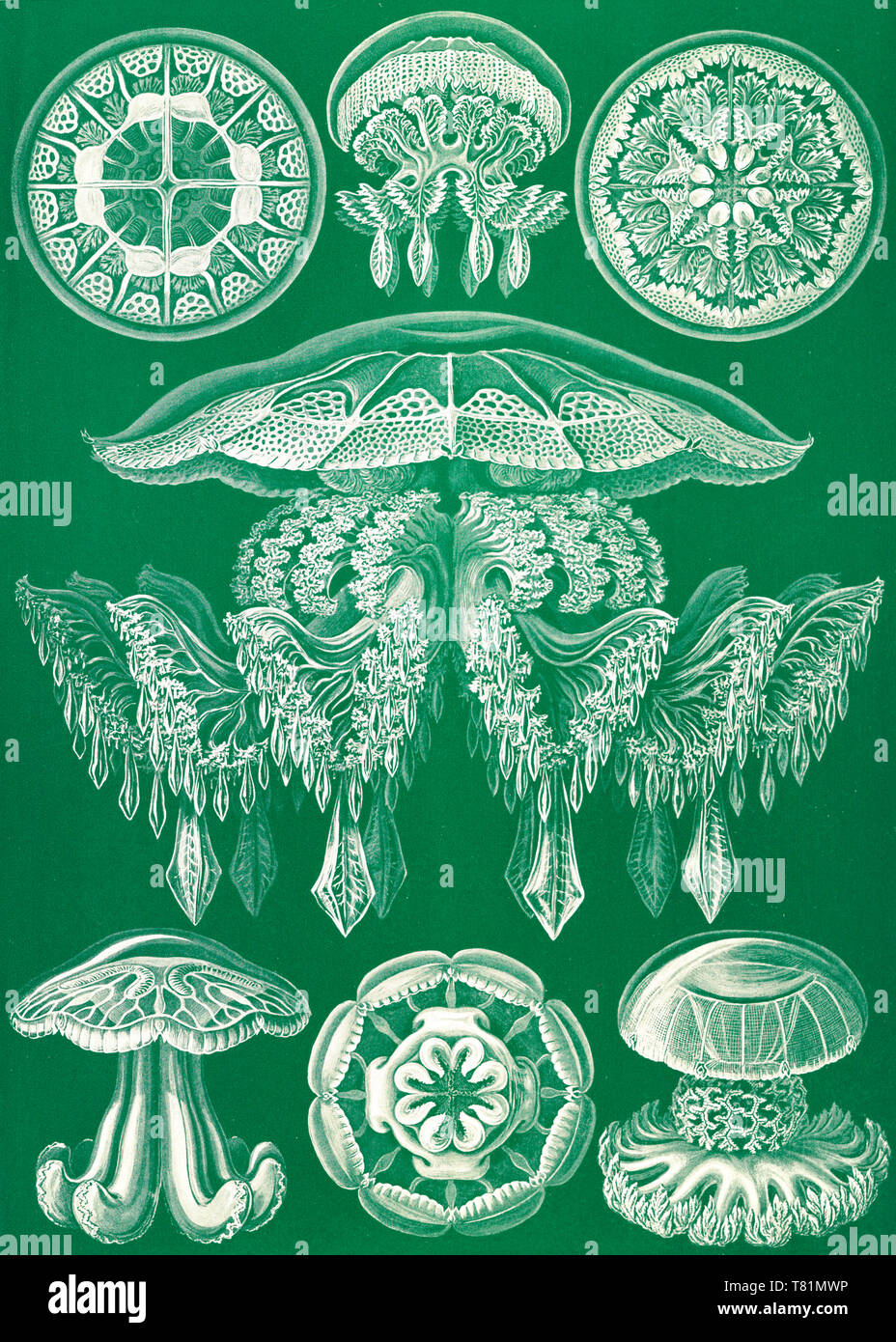 Ernst Haeckel, Discomedusae, Jellyfish Stock Photo