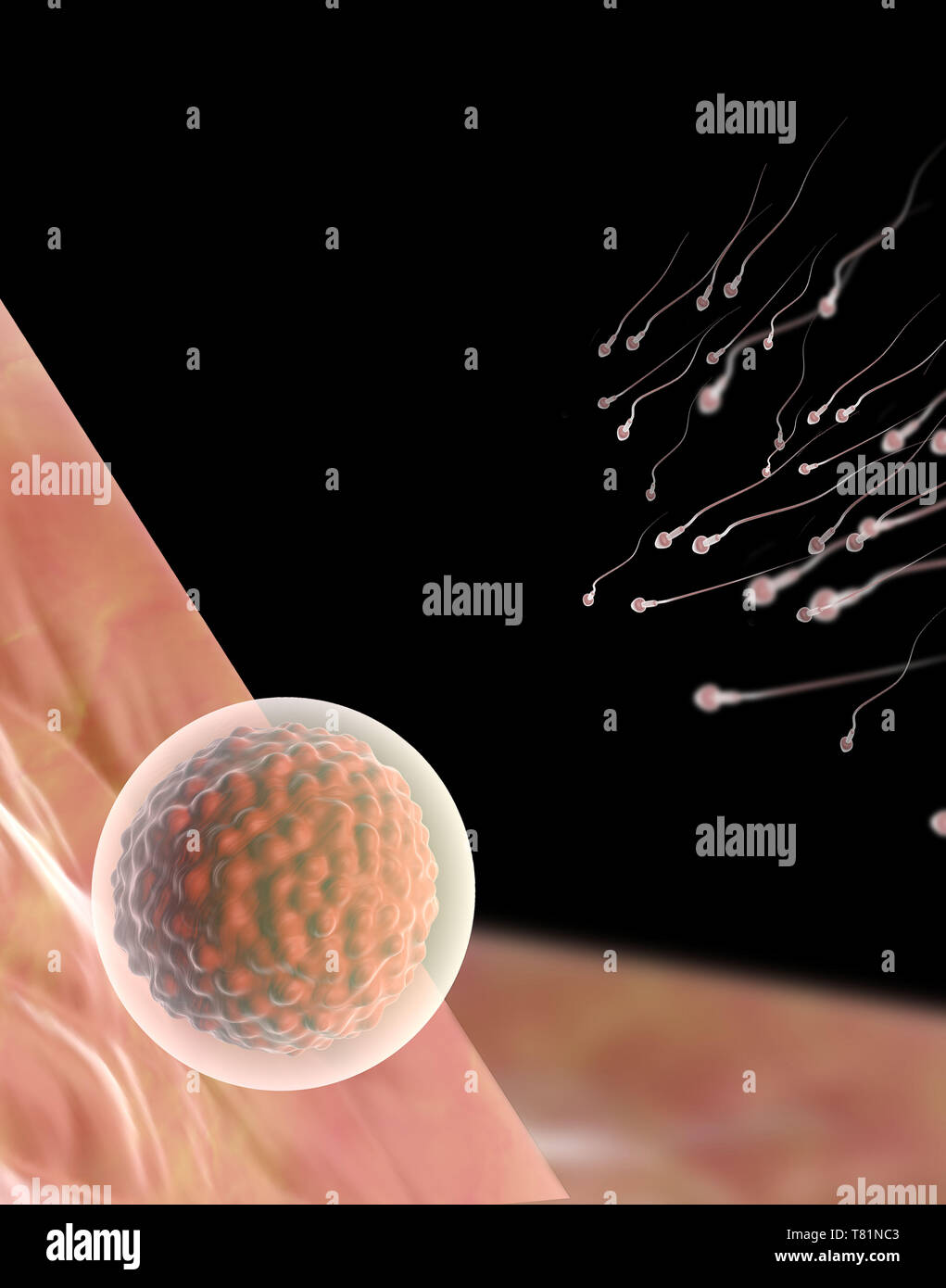 Sperm and Egg, Illustration Stock Photo