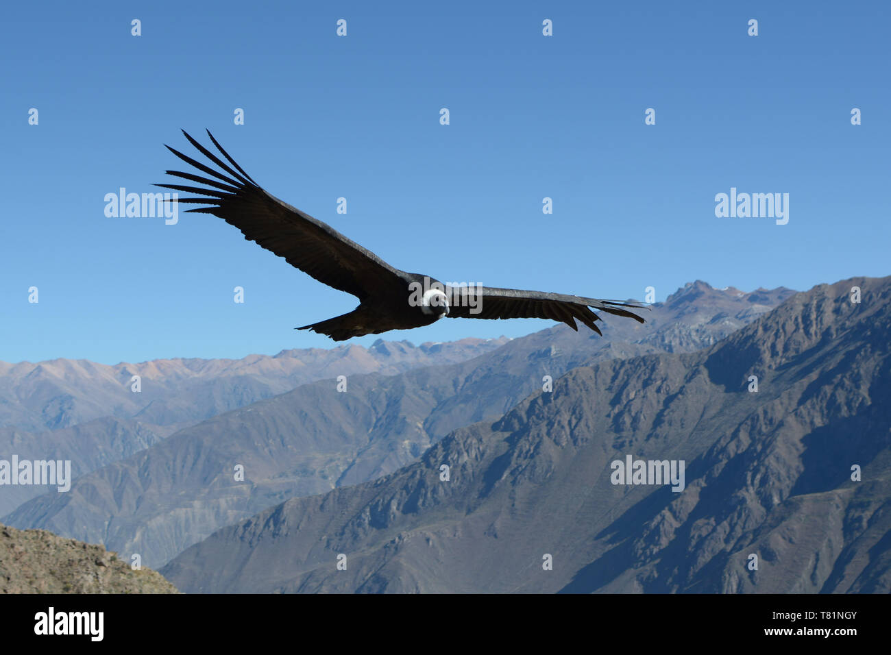 Andean condor soaring above canyon of Colca in Peru, South America - stock photo Stock Photo
