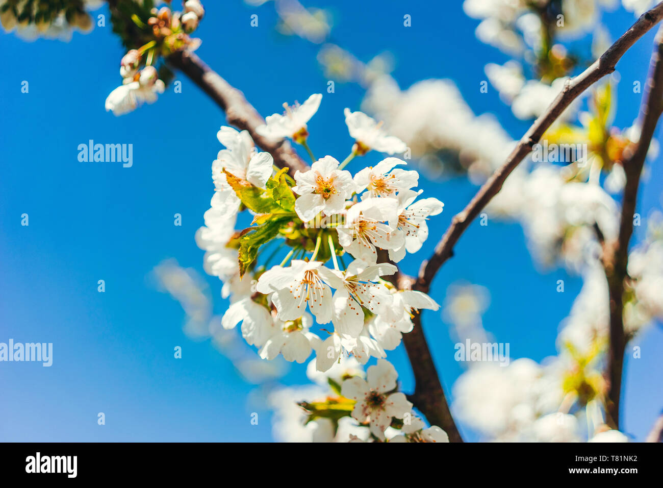 Wild Cherry tree with white blossoms against blue sky and sunshine Stock Photo