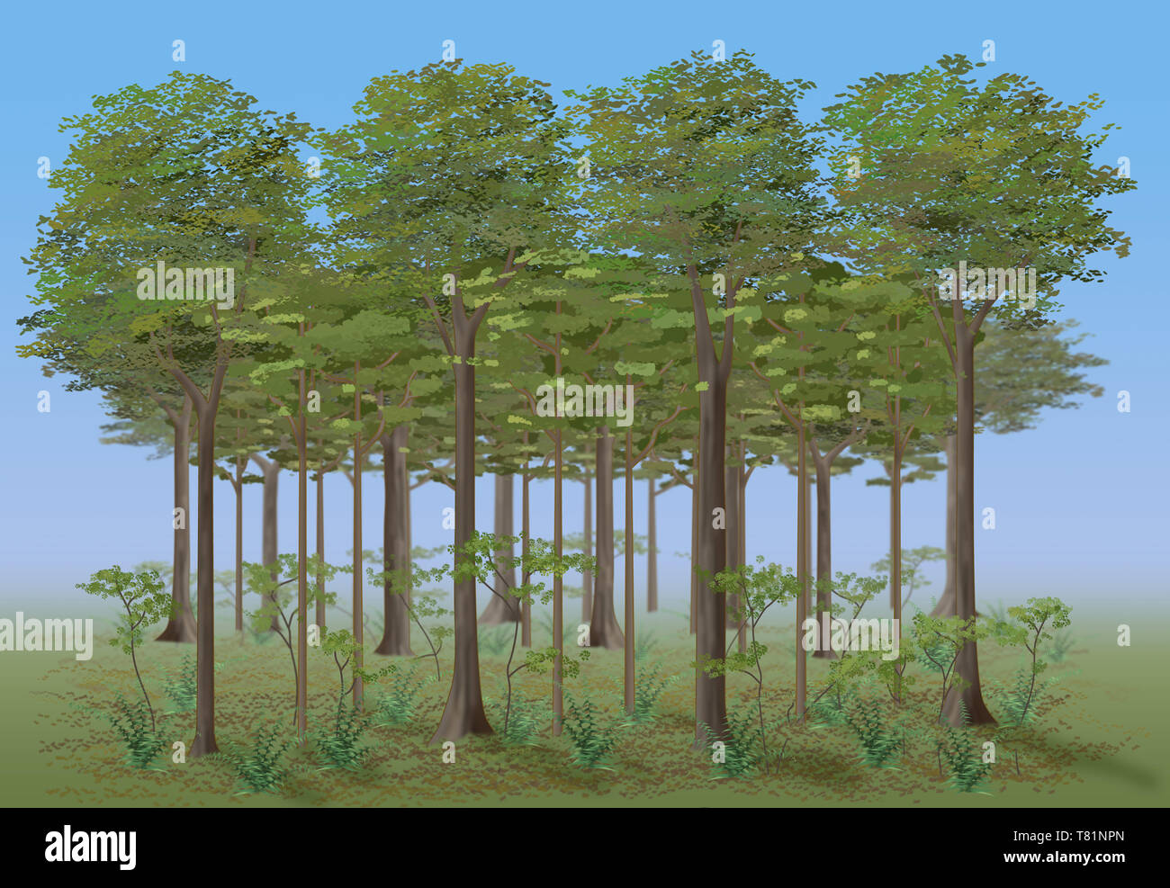Temperate Deciduous Forest Layers, Illustration Stock Photo