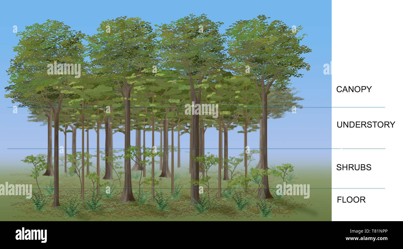 Understory layer hires stock photography and images Alamy