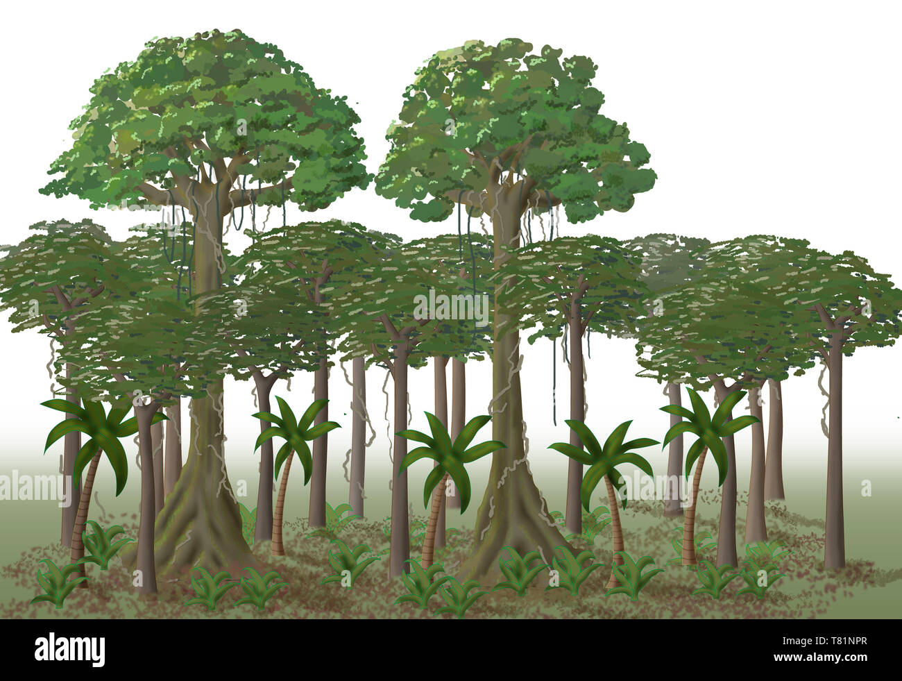 Rainforest Layers, Illustration Stock Photo