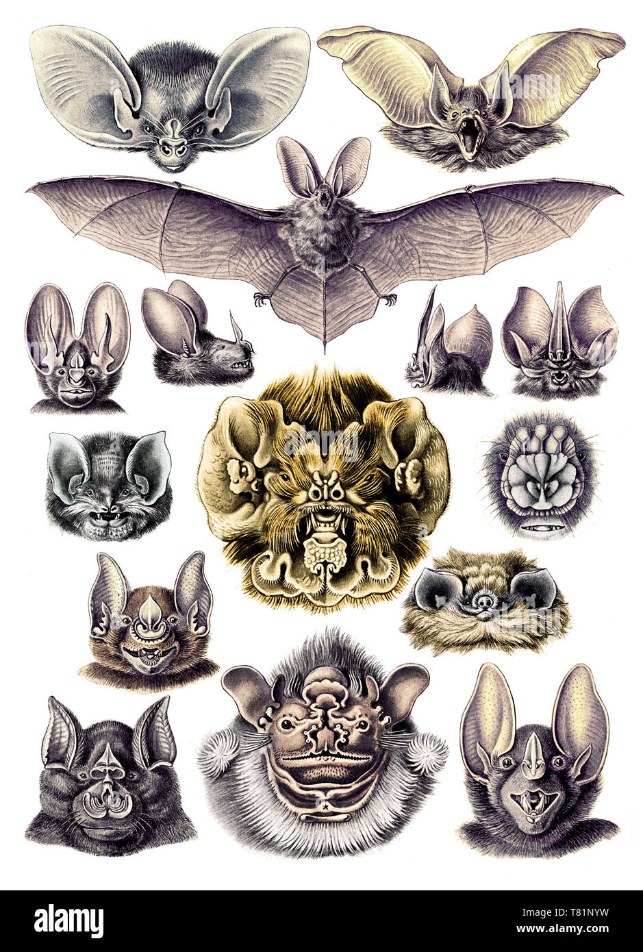 Ernst Haeckel, Chiroptera, Bats Stock Photo