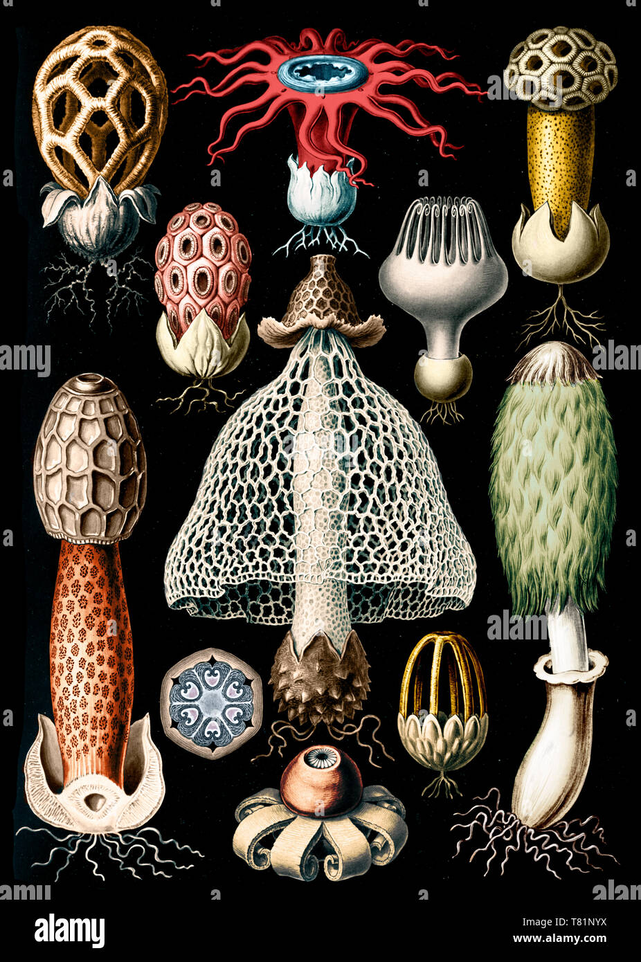 Ernst Haeckel, Basidiomycota, Stinkhorn Mushrooms Stock Photo