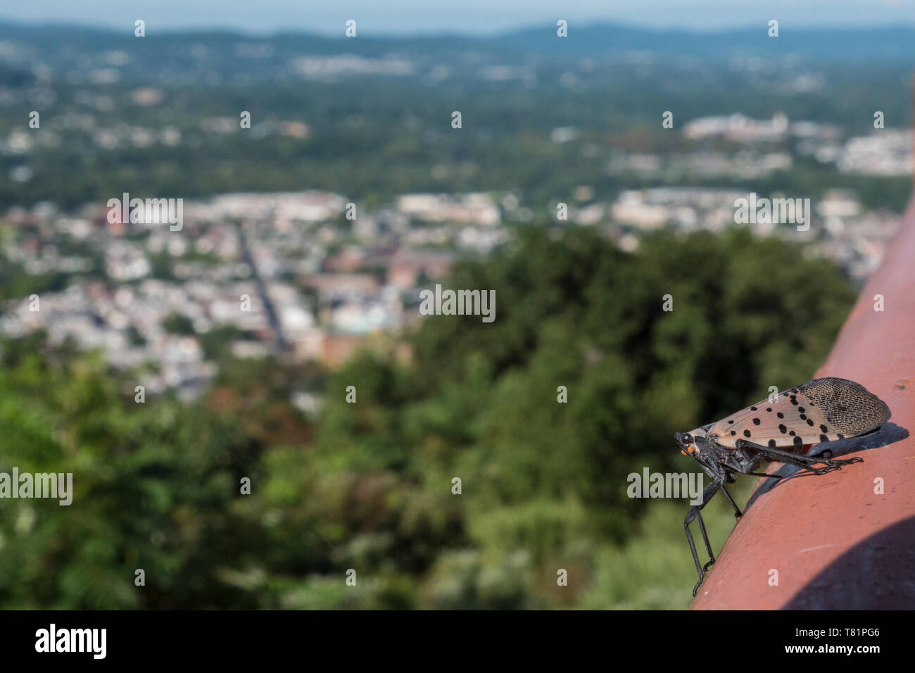 Spotted Lanternfly Stock Photo