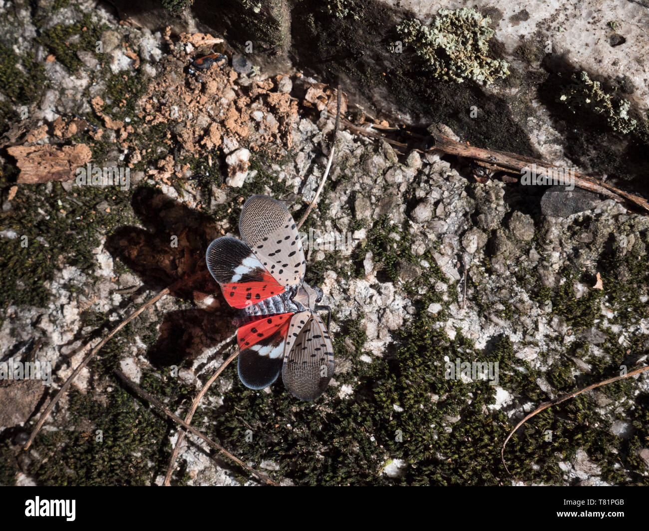 Spotted Lanternfly Stock Photo