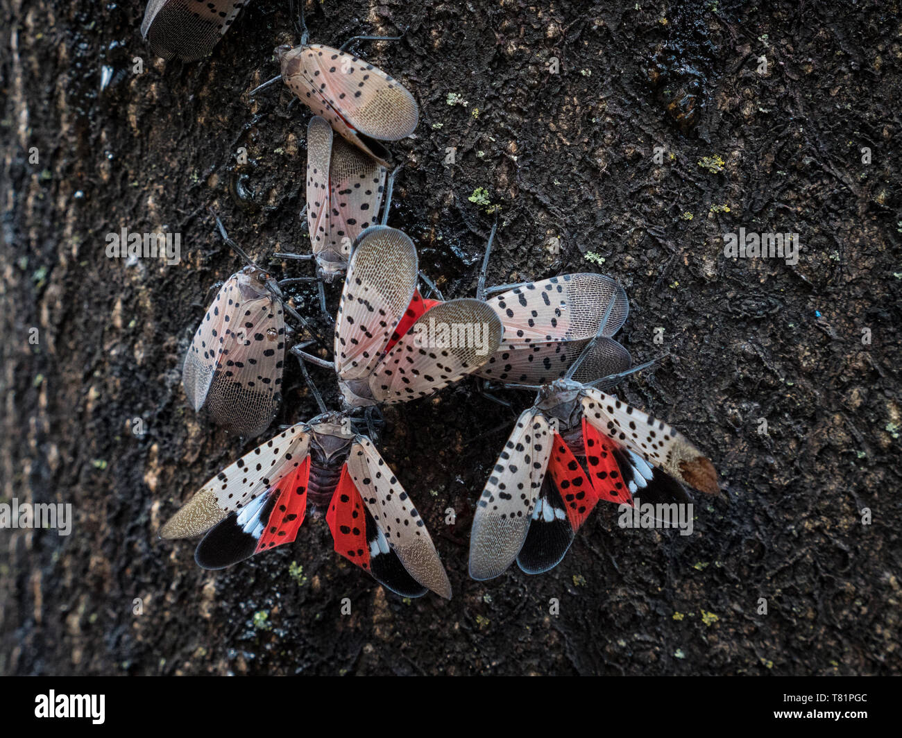 Spotted Lanternflies Stock Photo