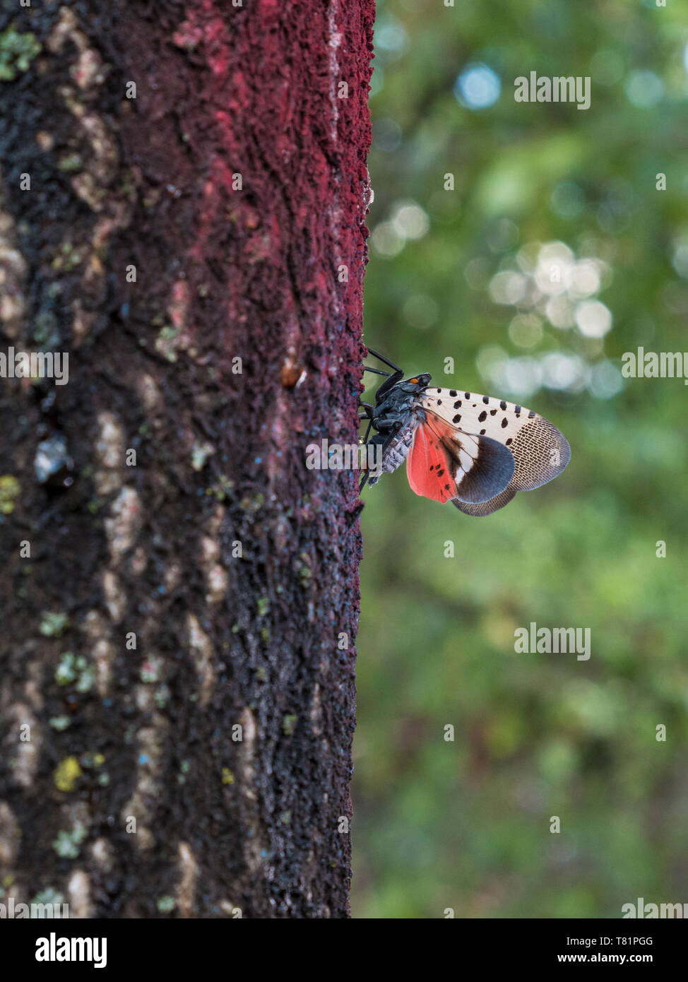 Spotted Lanternfly Stock Photo