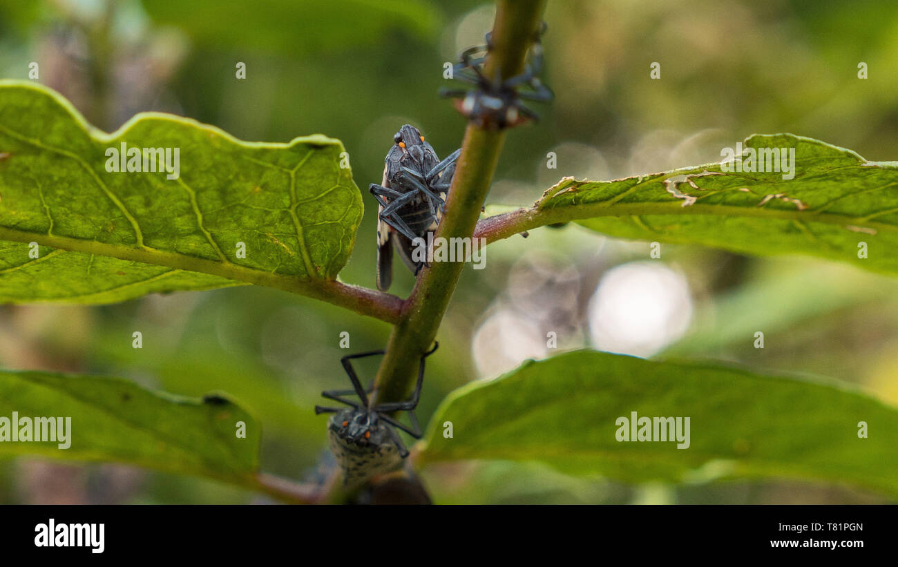 Spotted Lanternflies Stock Photo
