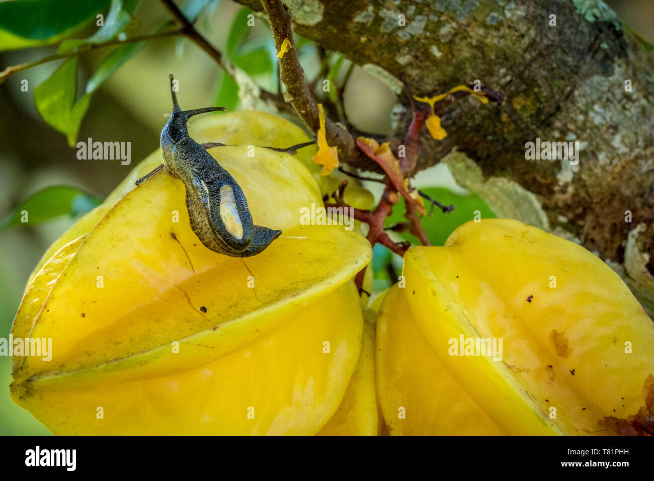 ParmarionÂ Slug on Fruit Stock Photo