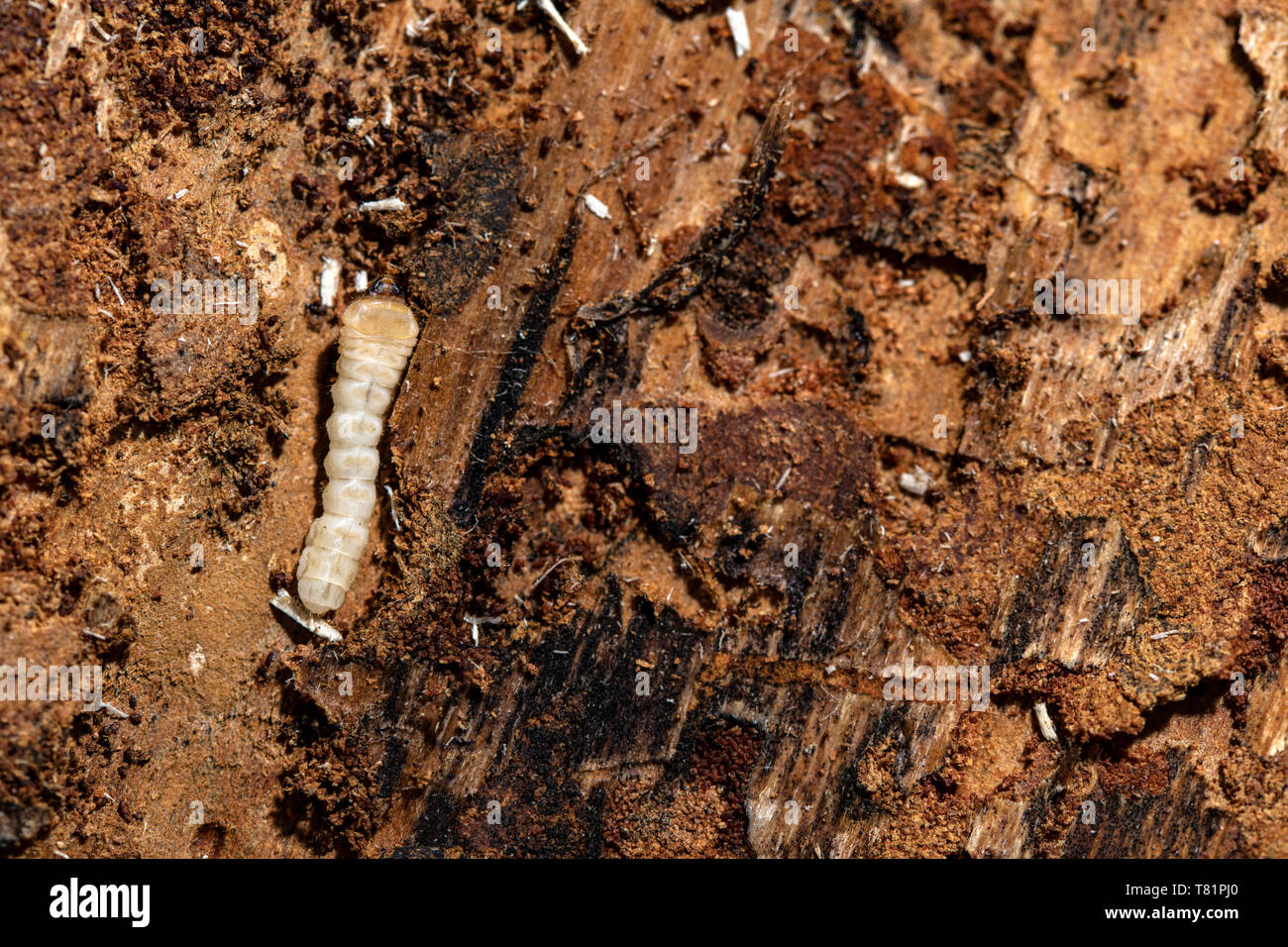 Beetle Larva in Ponderosa Pine Stock Photo