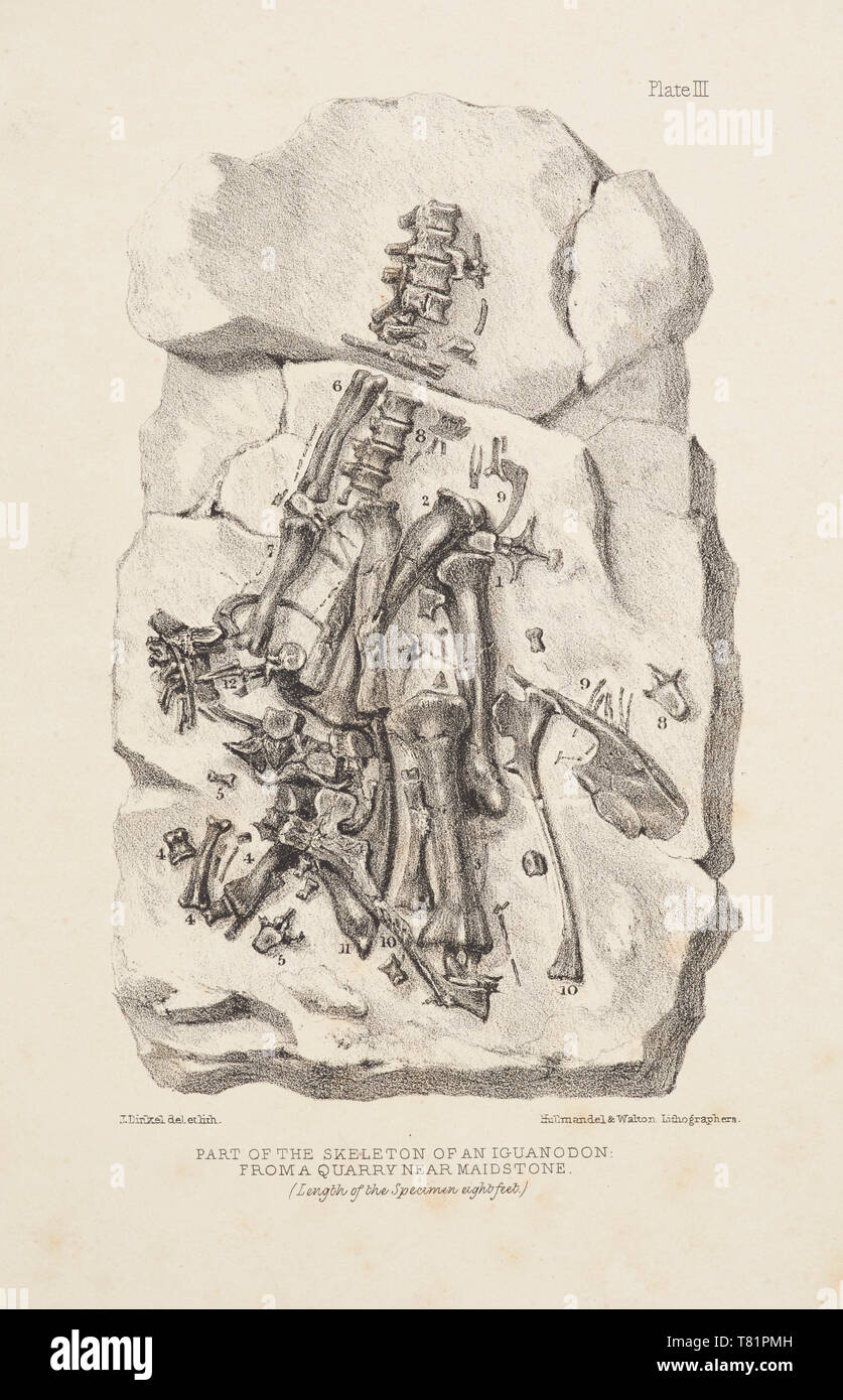Maidstone Skeleton, Fossil Iguanodon, 1834 Stock Photo