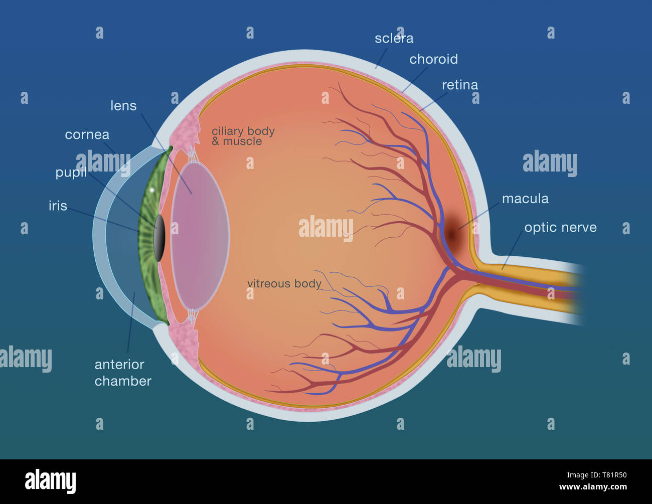 Eye diagram by Firkin | Human eye diagram, Diagram of the eye, Eye structure