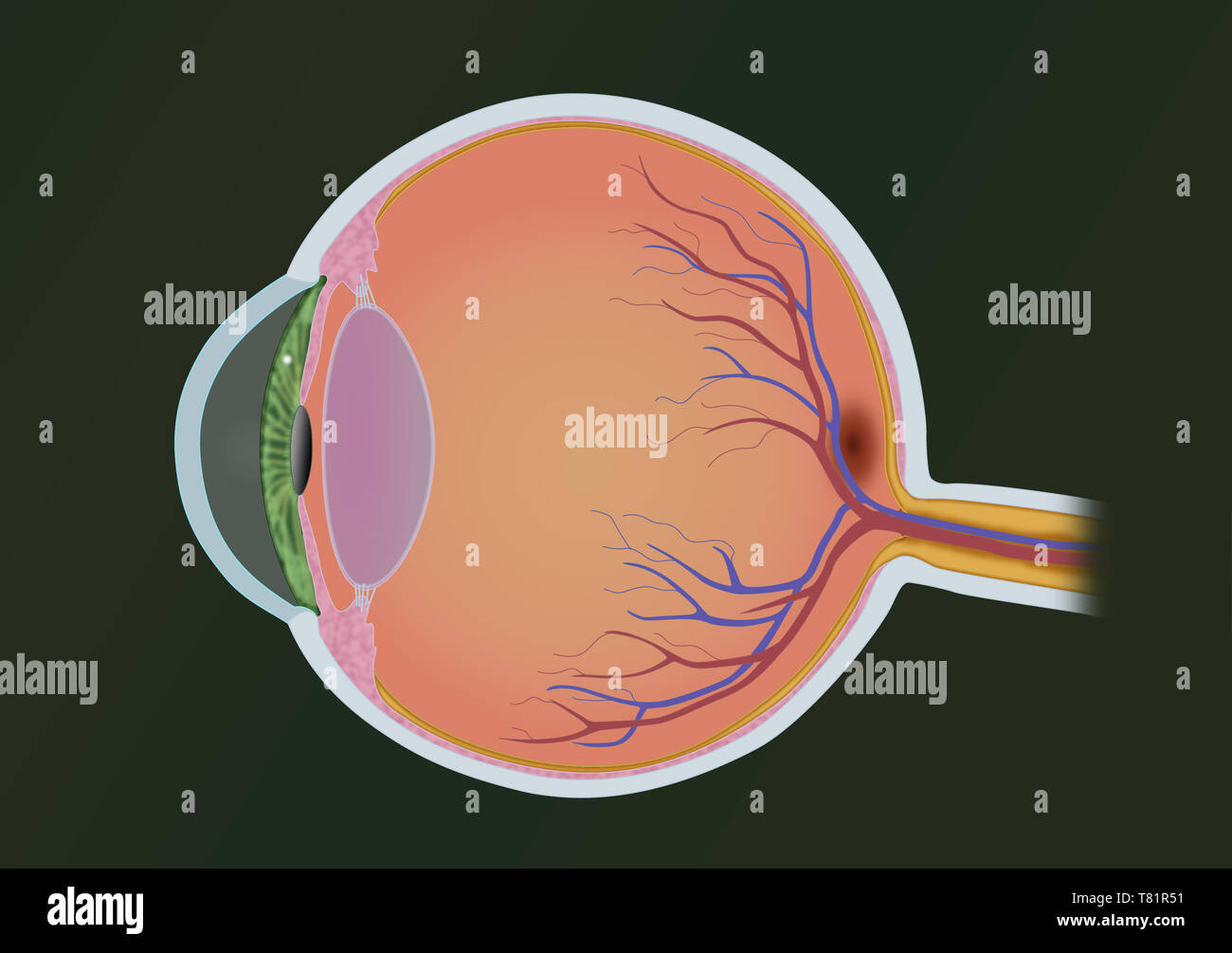 eye anatomy model