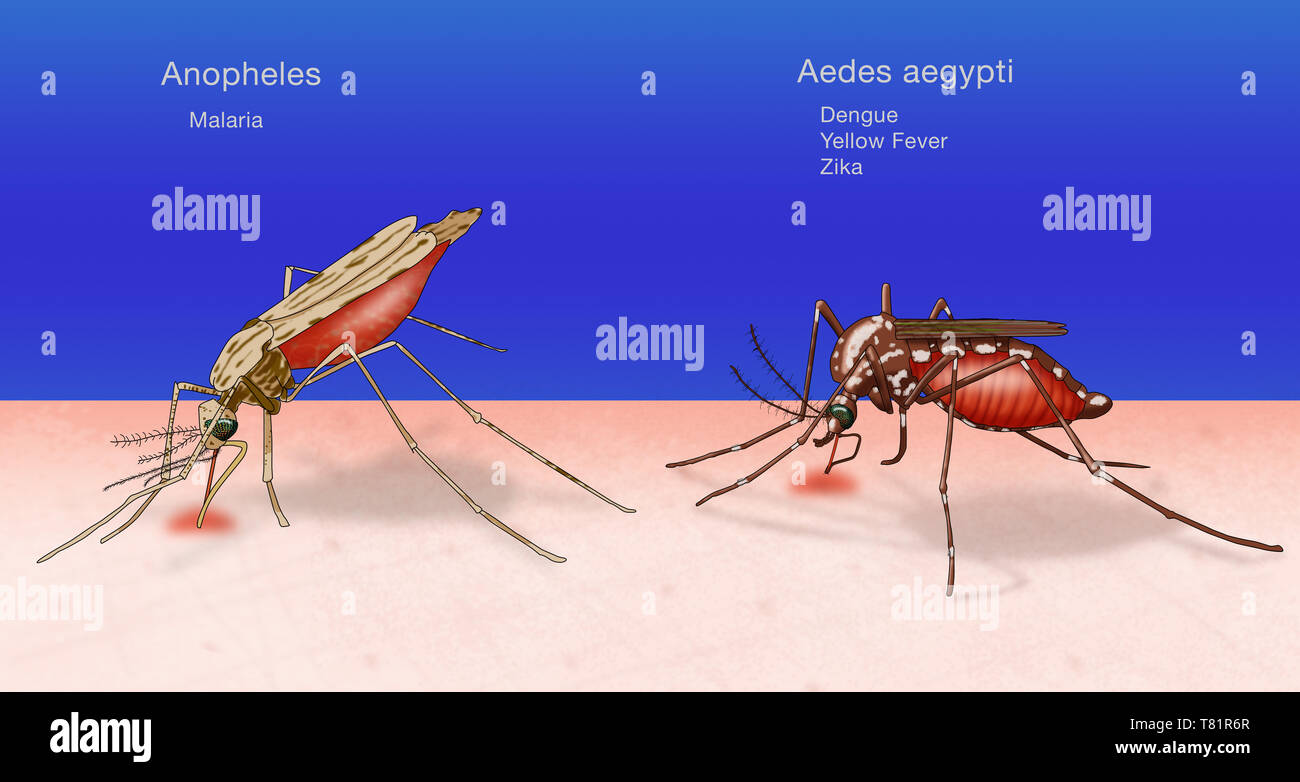 Aedes Aegypti Mosquitoes High Resolution Stock Photography And Images