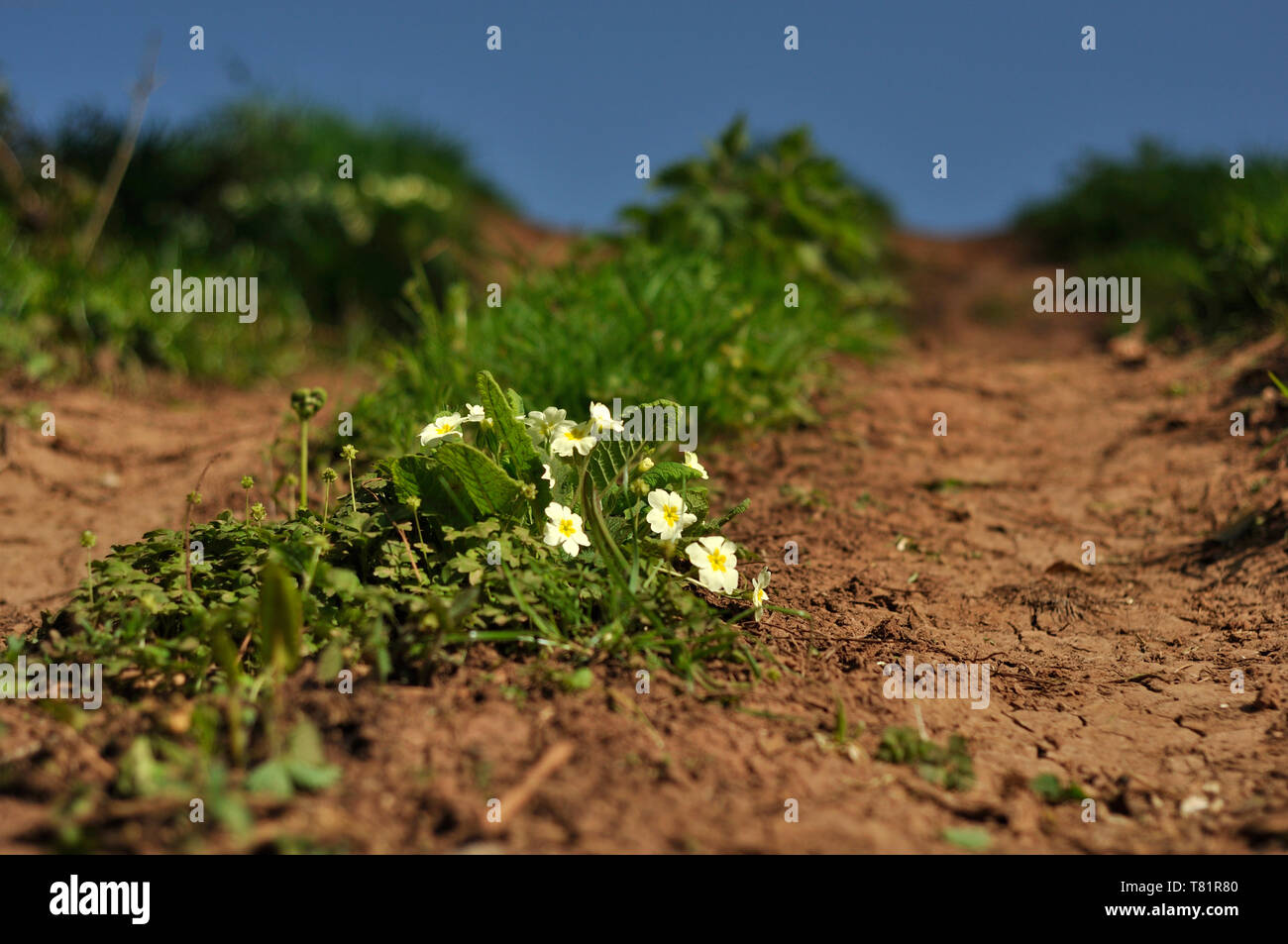 Primrose growing in between tyre tracks on a farm in Wookey Hole, Somerset, UK. Stock Photo