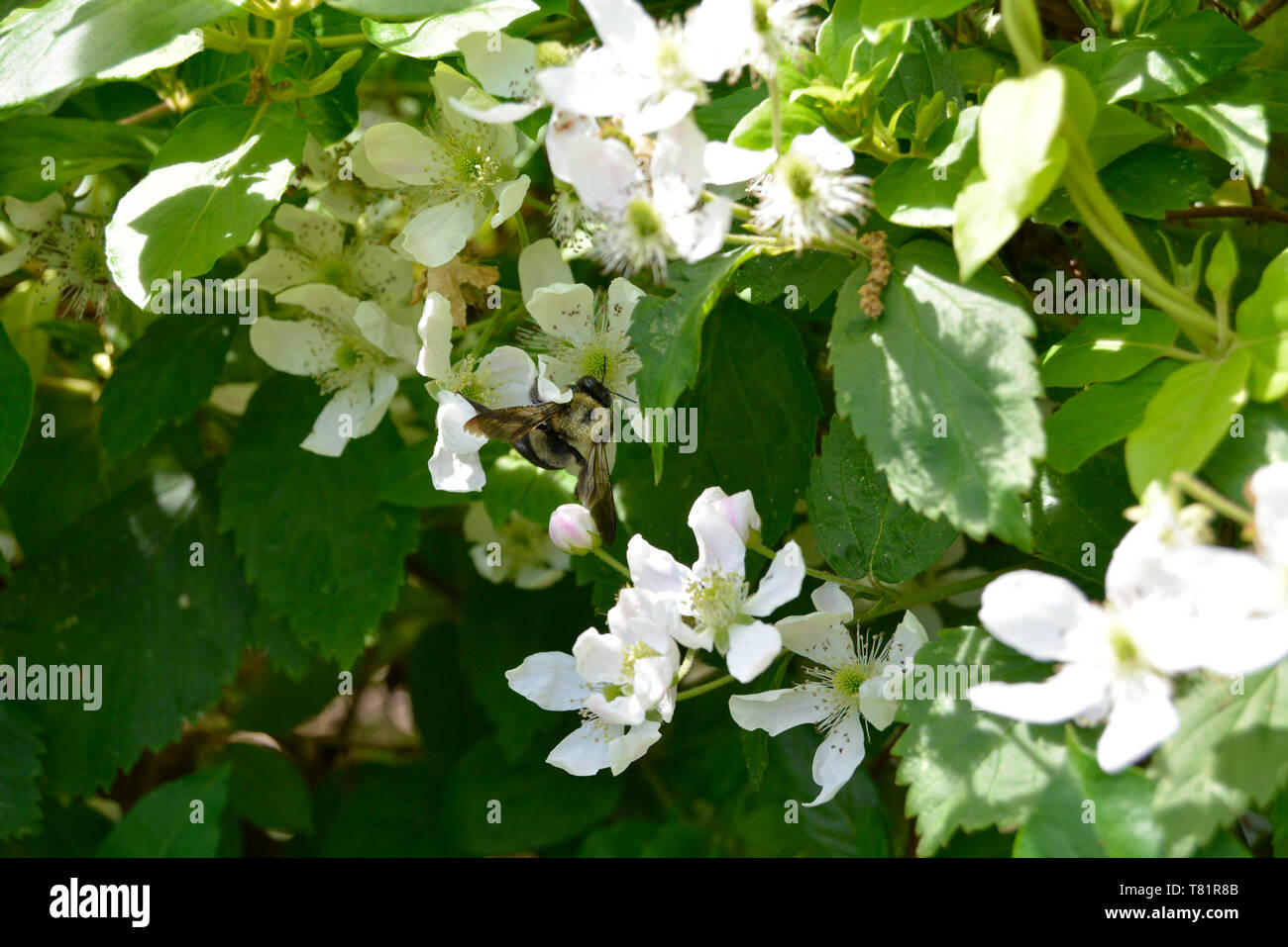 Closeup of a bumblebee on a black berry flower Stock Photo