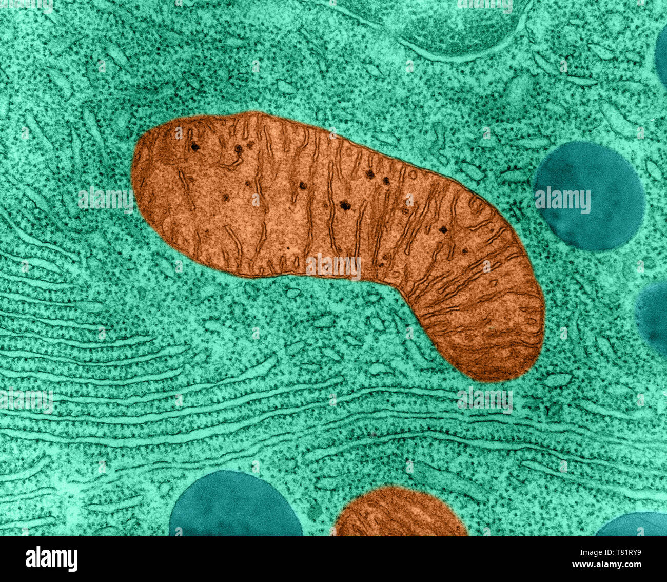 Mitochondrion in Bat Pancreas Cell, TEM Stock Photo