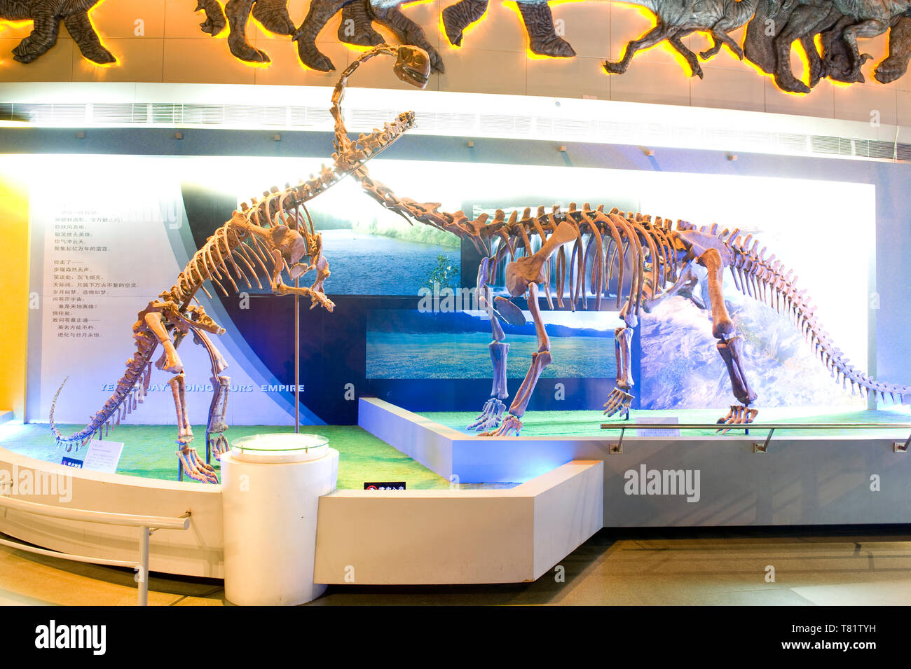 Dinosaur fossils from Changzhou Dinosaur Park, Jiangsu Province, China Stock Photo