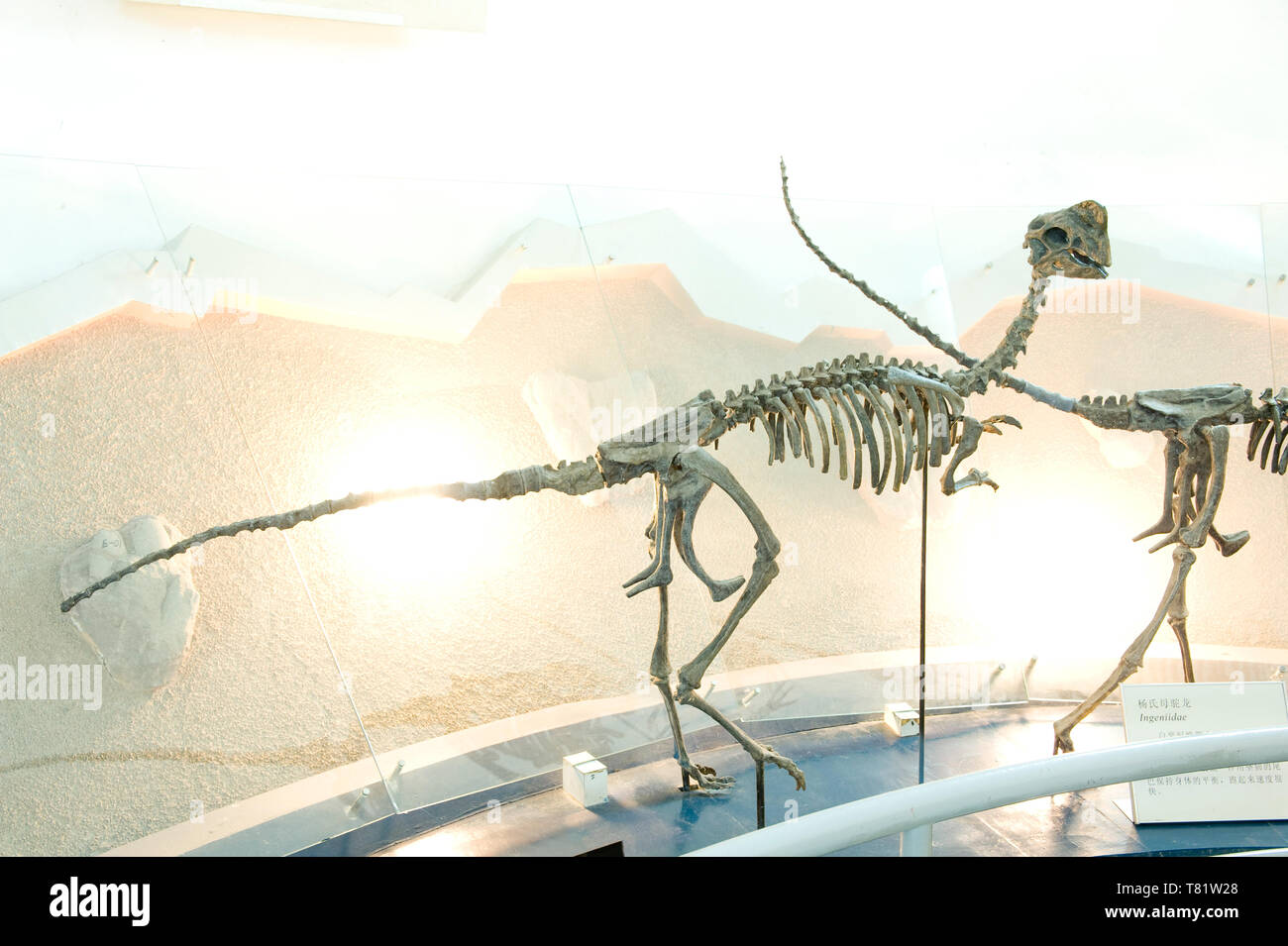 Dinosaur fossils from Changzhou Dinosaur Park, Jiangsu Province, China Stock Photo