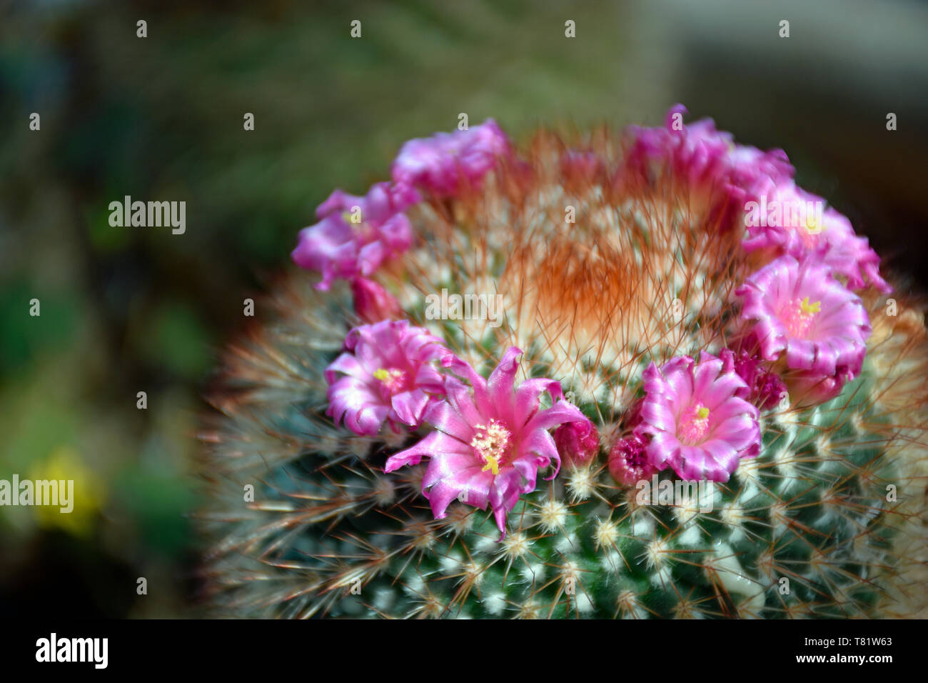 Spiny Pin-Cushion Cactus from Central Mexico Stock Photo