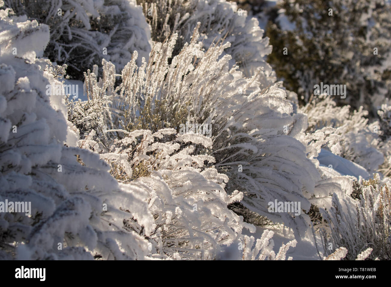 Frost on the Sagebrush Stock Photo