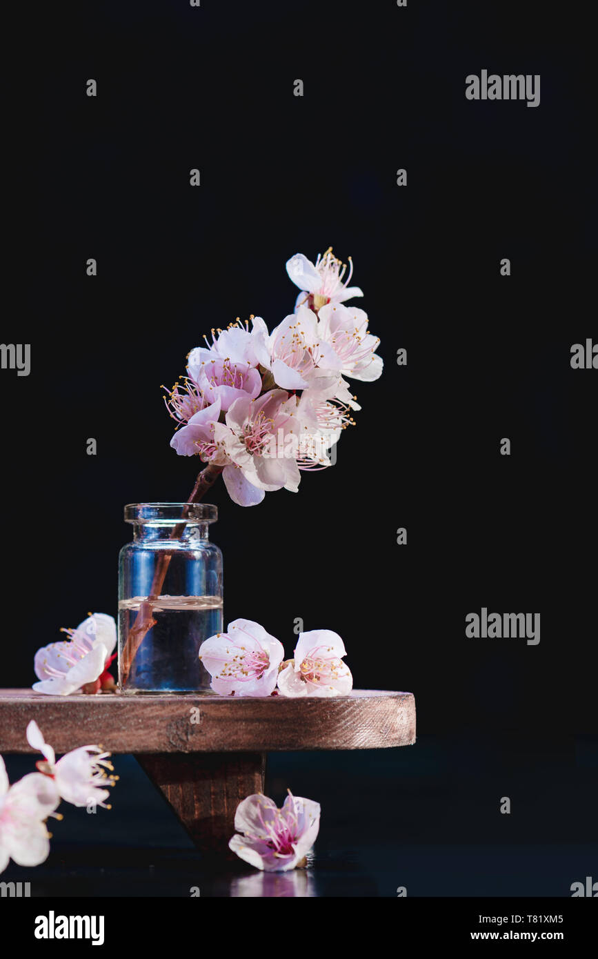 Cherry blossom branch minimalist still life. Pink flowers, spring bloom concept on a black background with copy space Stock Photo - Alamy Cherry blossom branch minimalist still life. Pink flowers, spring bloom concept on a black background with copy space Stock Photo - Alamy
