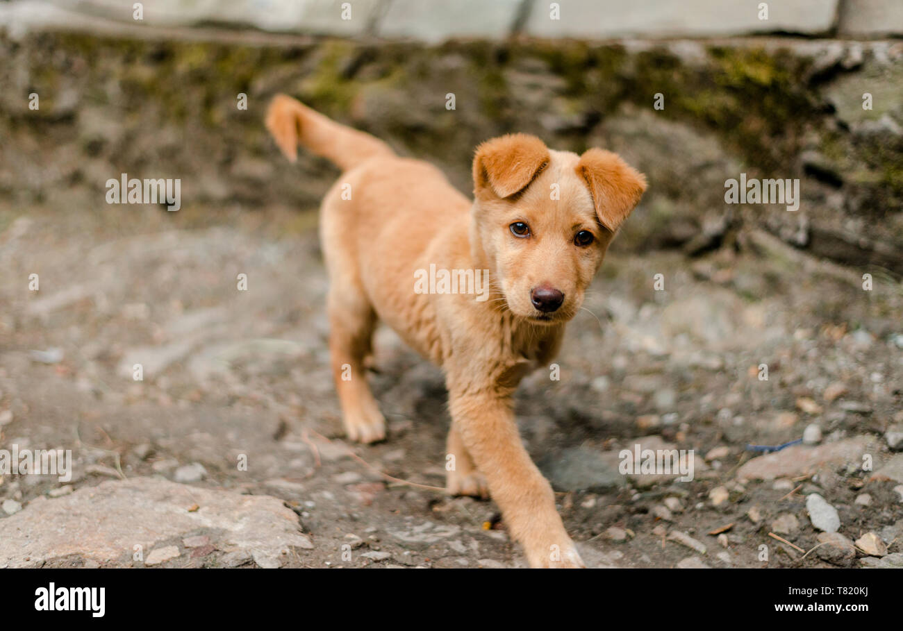 himalayan shepherd price