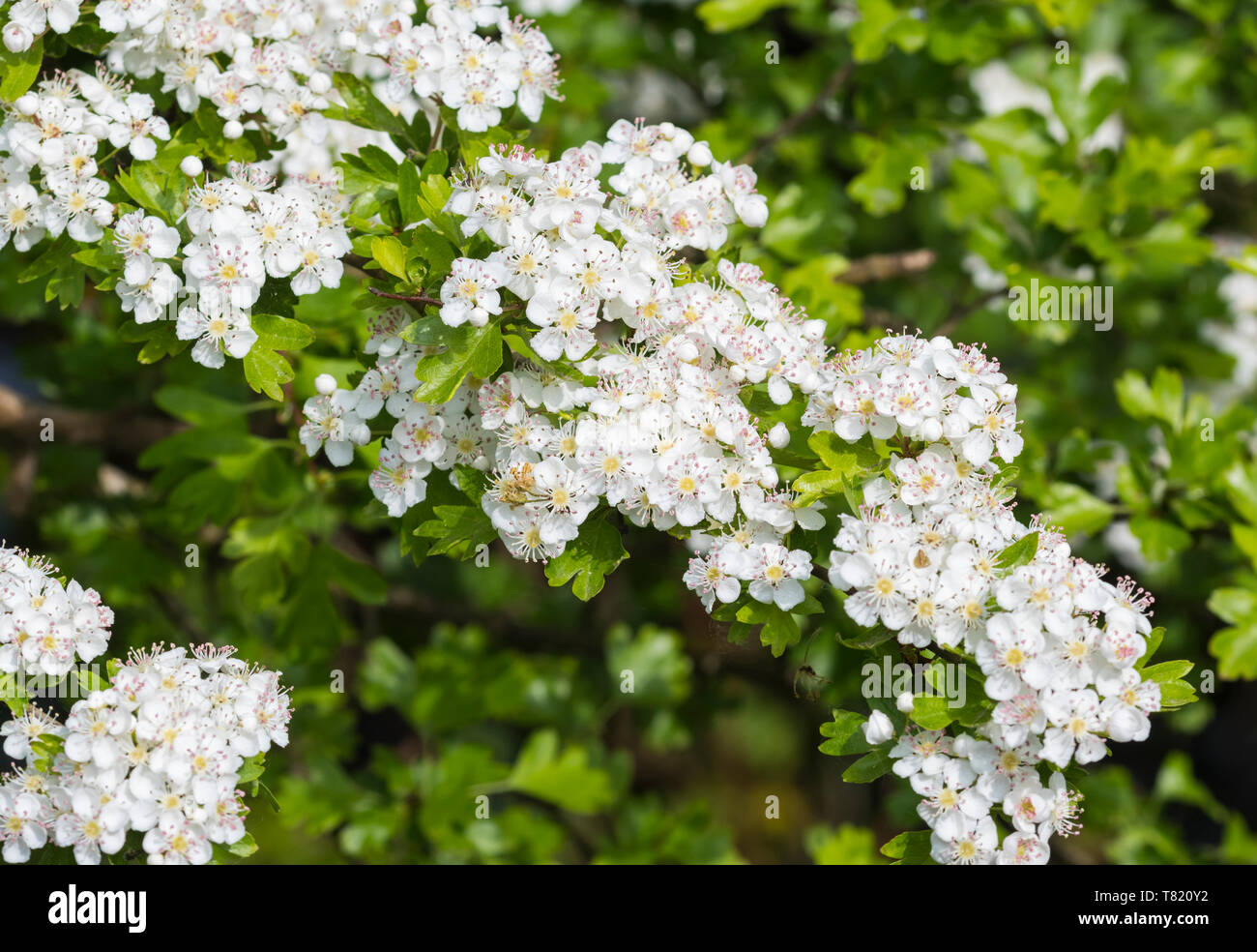 White flowers from Common Hawthorn tree (Crataegus monogyna), AKA Quickthorn, Whitethorn, Hawberry in Spring (May) in West Sussex, UK. Stock Photo