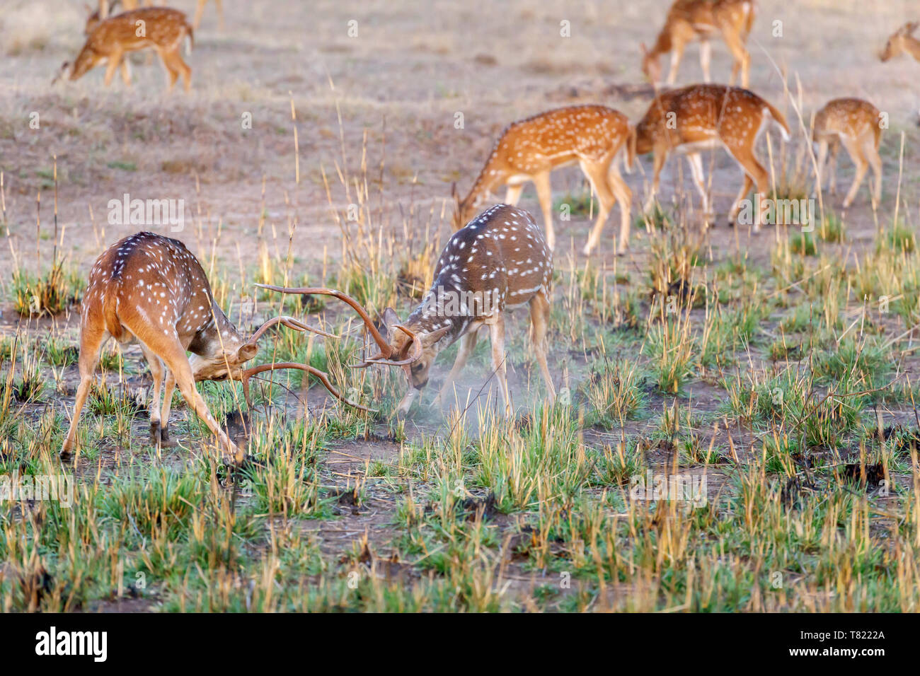 Spotted deer or chital (Axis axis) stags fighting in the breeding