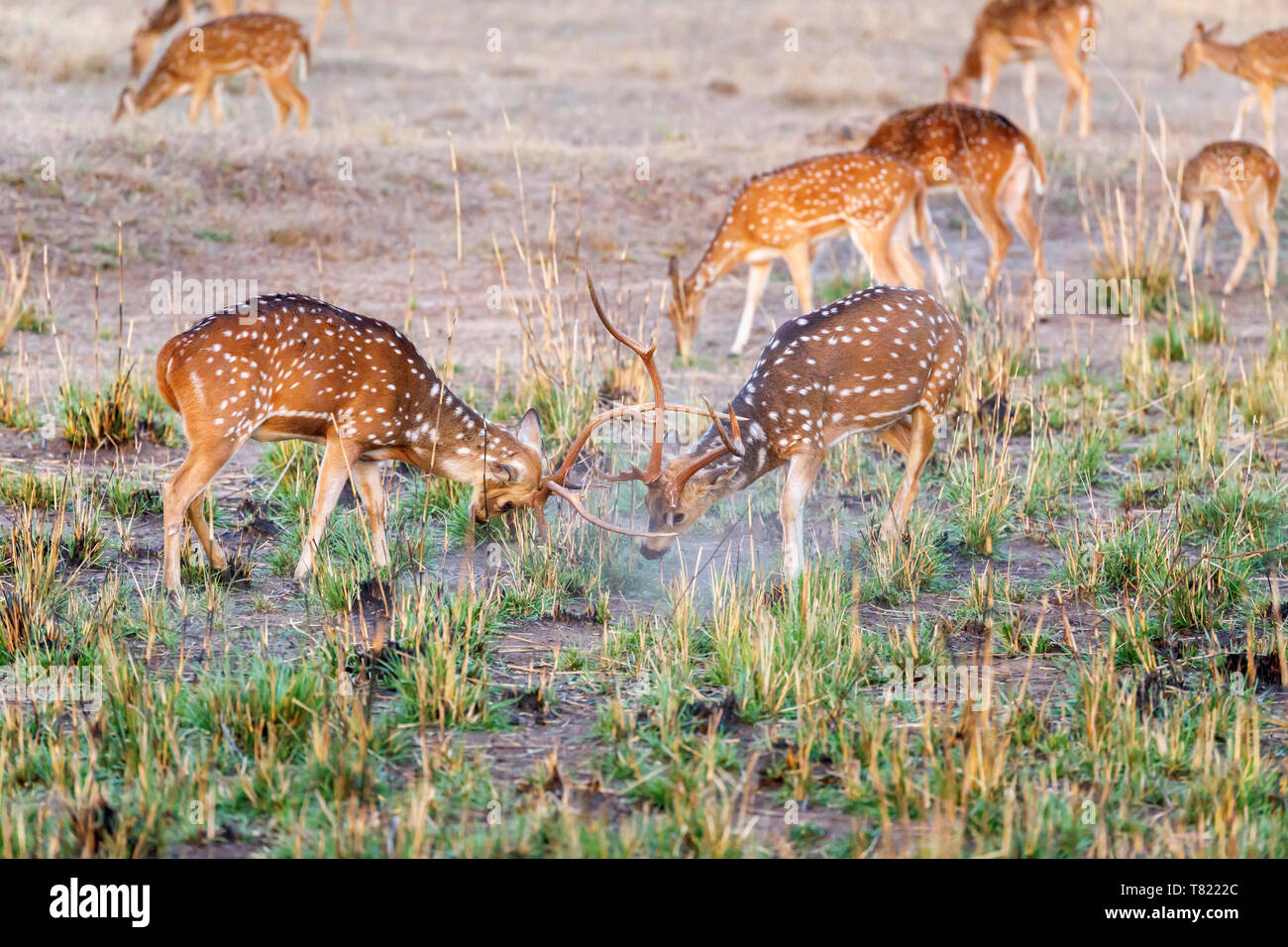 Stags locking horns hires stock photography and images Alamy