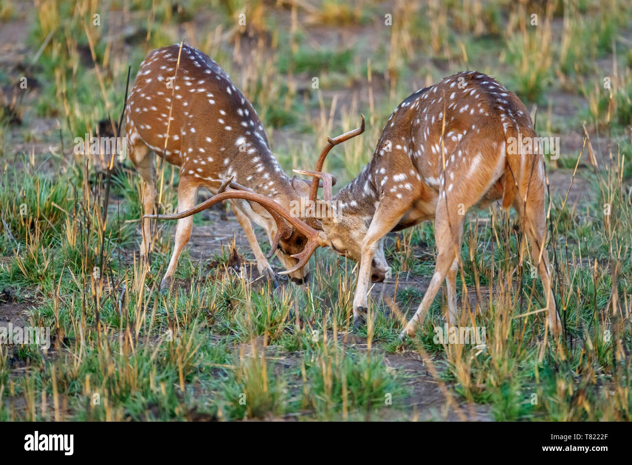 Spotted deer or chital (Axis axis) stags fighting in the breeding