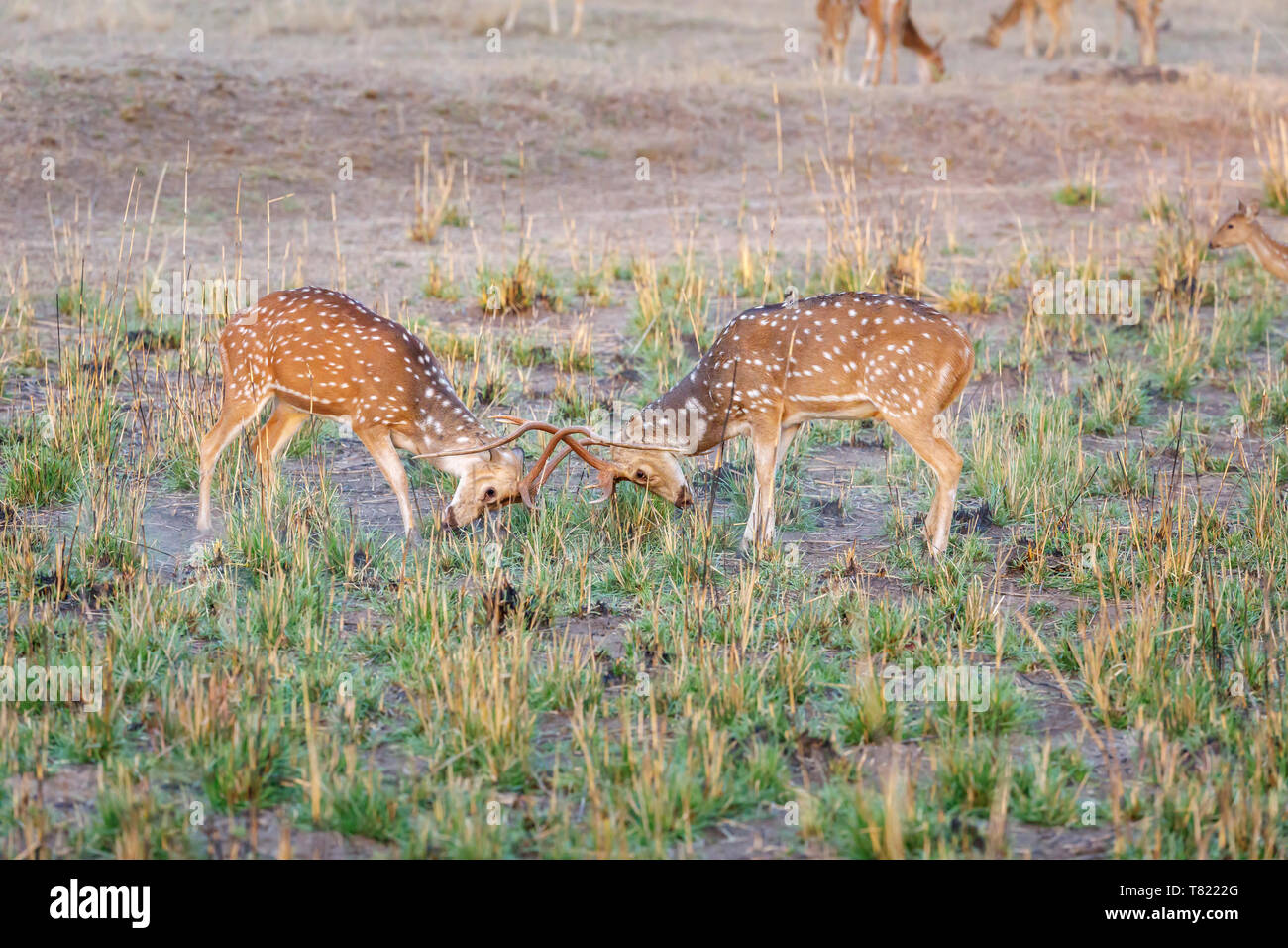 Spotted deer or chital (Axis axis) stags fighting in the breeding