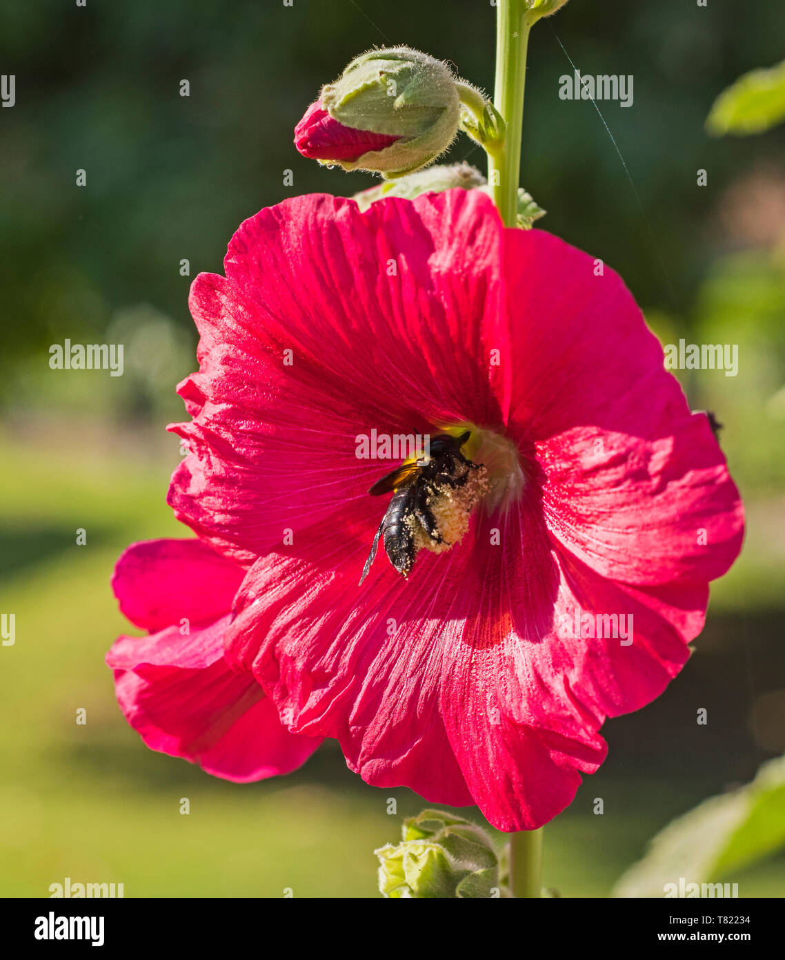 Closeup detail of a red hibiscus rosa sinensis flower petals and
