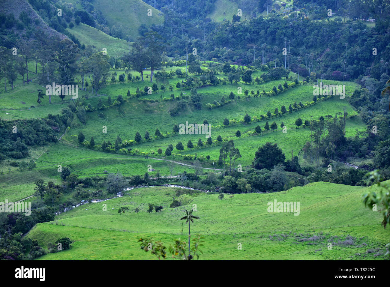 Scenic landscape in Los Nevados National Park. Cocora Valley near Salento, Colombia Stock Photo