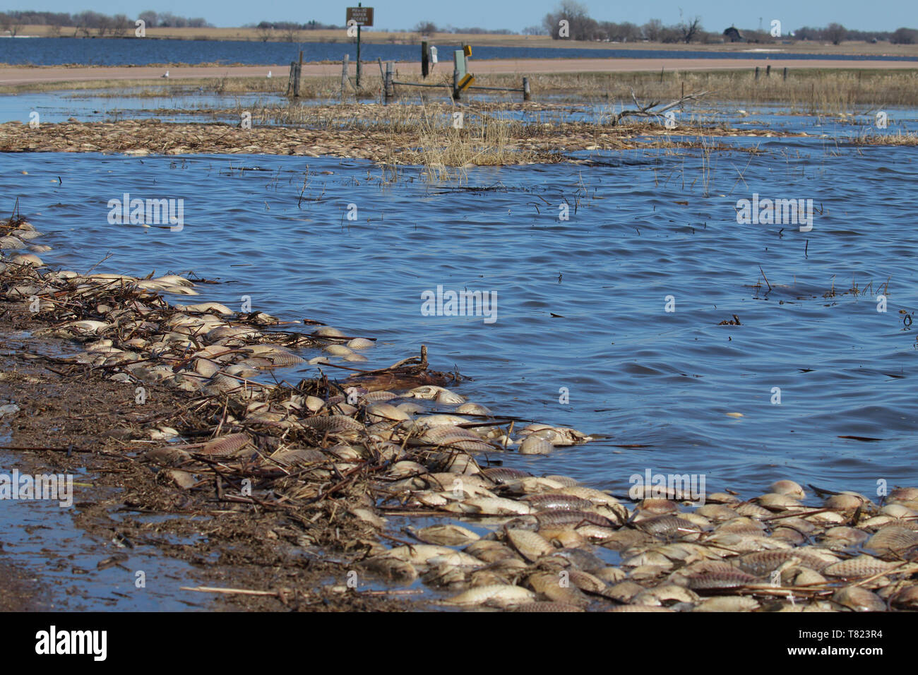 Fish Kill Lake Whitewood, South Dakota April 19th, 2019 Stock Photo - Alamy