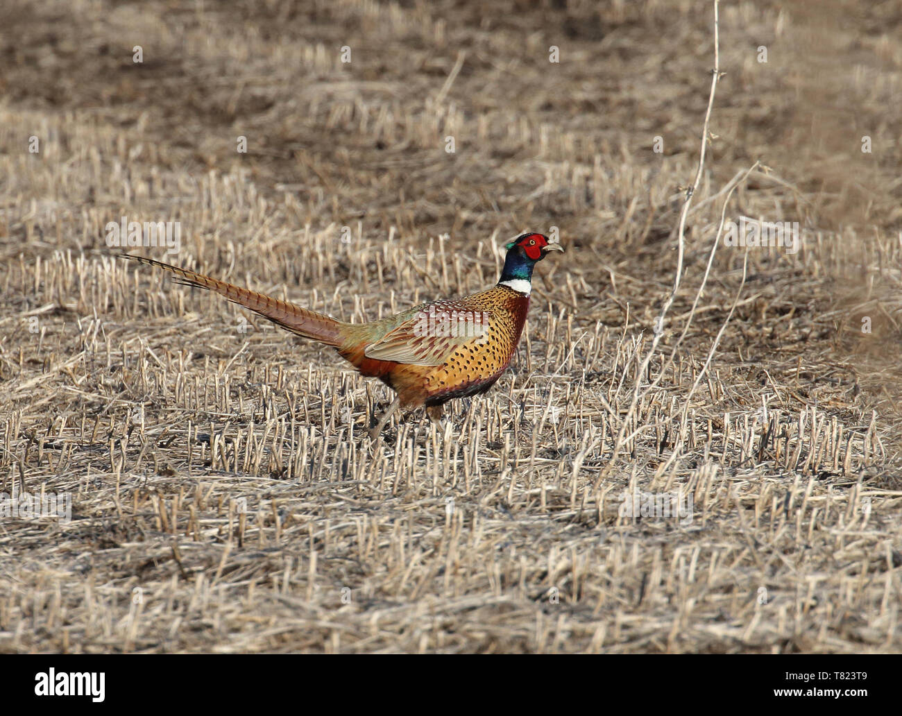 Ring-necked Pheasant March 22nd, 2019 Near Corson, SD Stock Photo