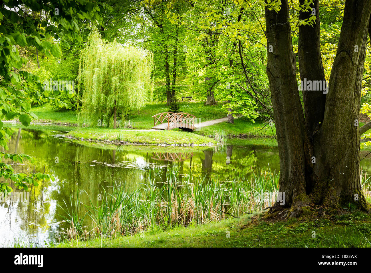 Pond and little bridge in summer day Stock Photo