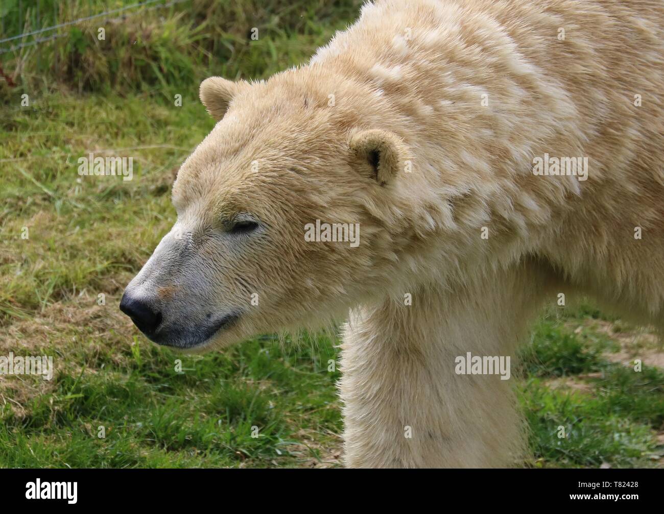 Yorkshire wildlife polar hi-res stock photography and images - Alamy