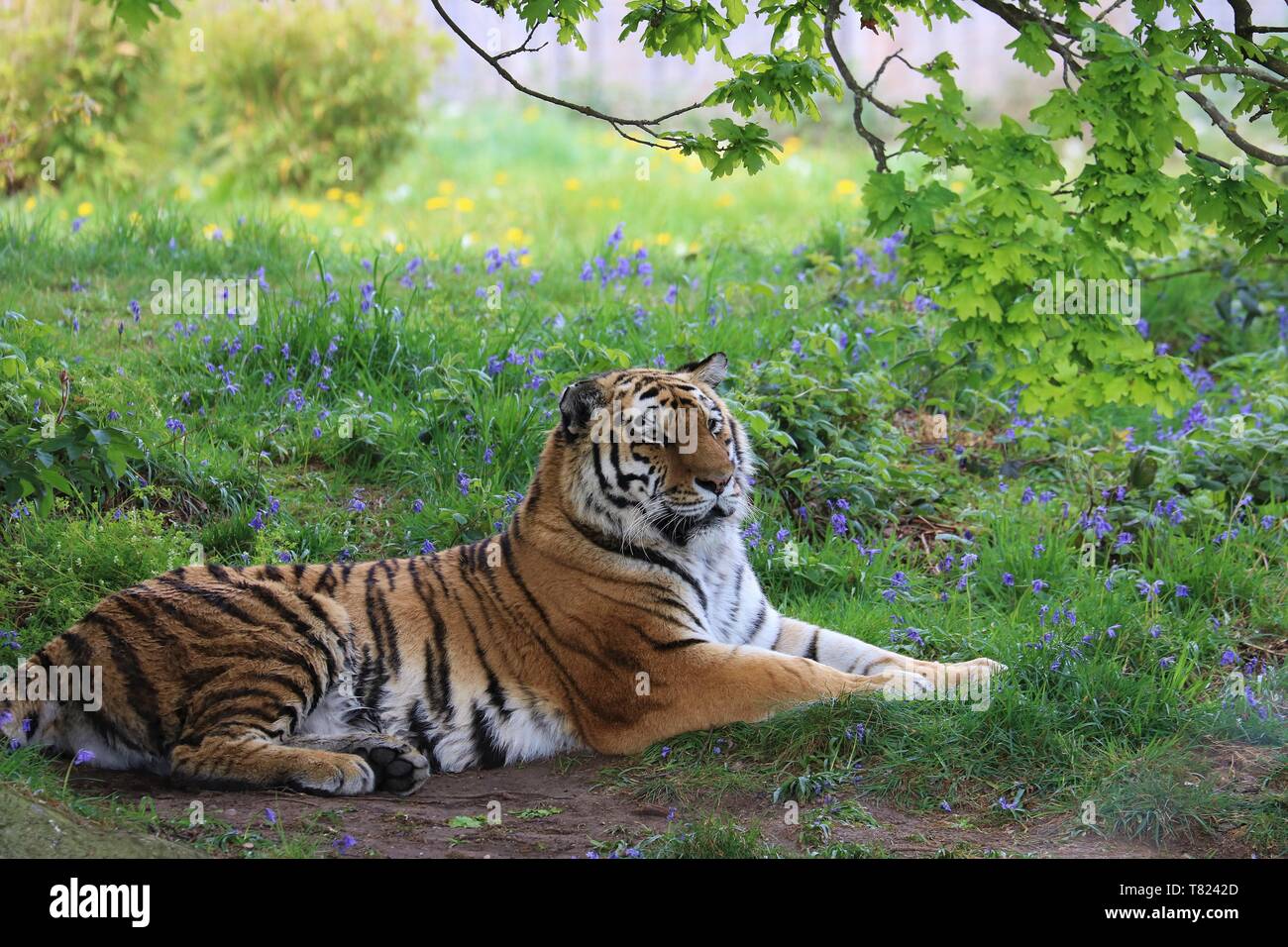 Yorkshire wildlife park hi-res stock photography and images - Alamy