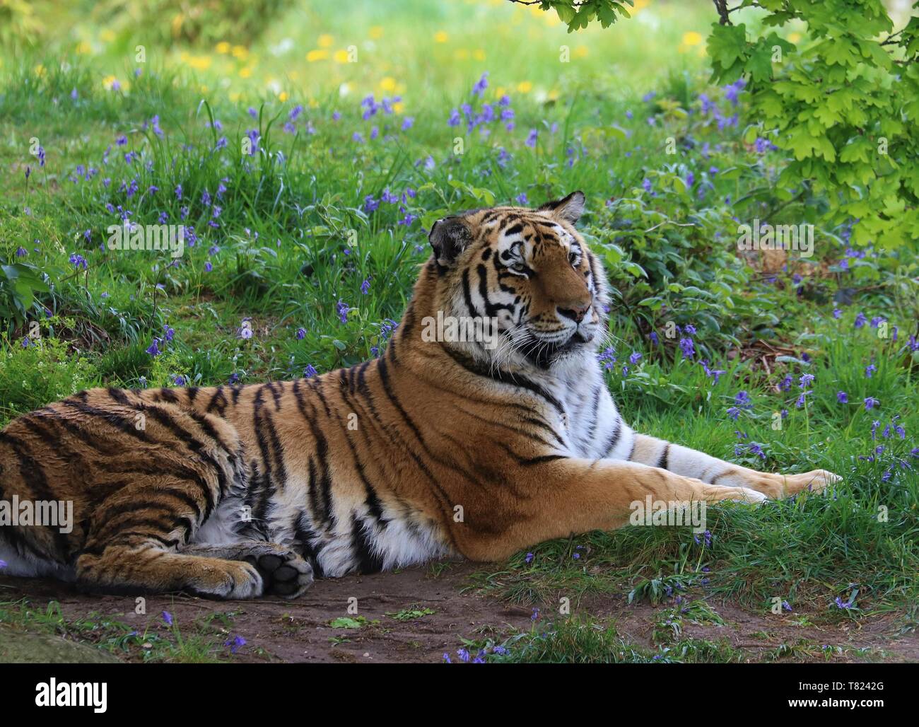 Tiger, Yorkshire Wildlife Park Stock Photo