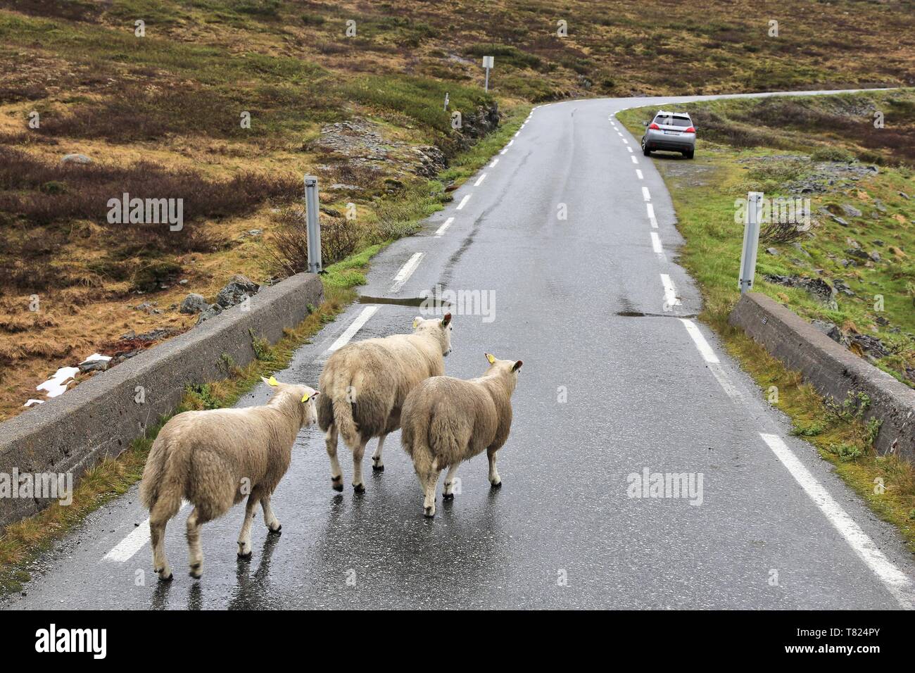 Sheep crossing the road in tundra biome landscape in Norway. Mountain landscape in rainy weather Aurlandsfjellet. Stock Photo