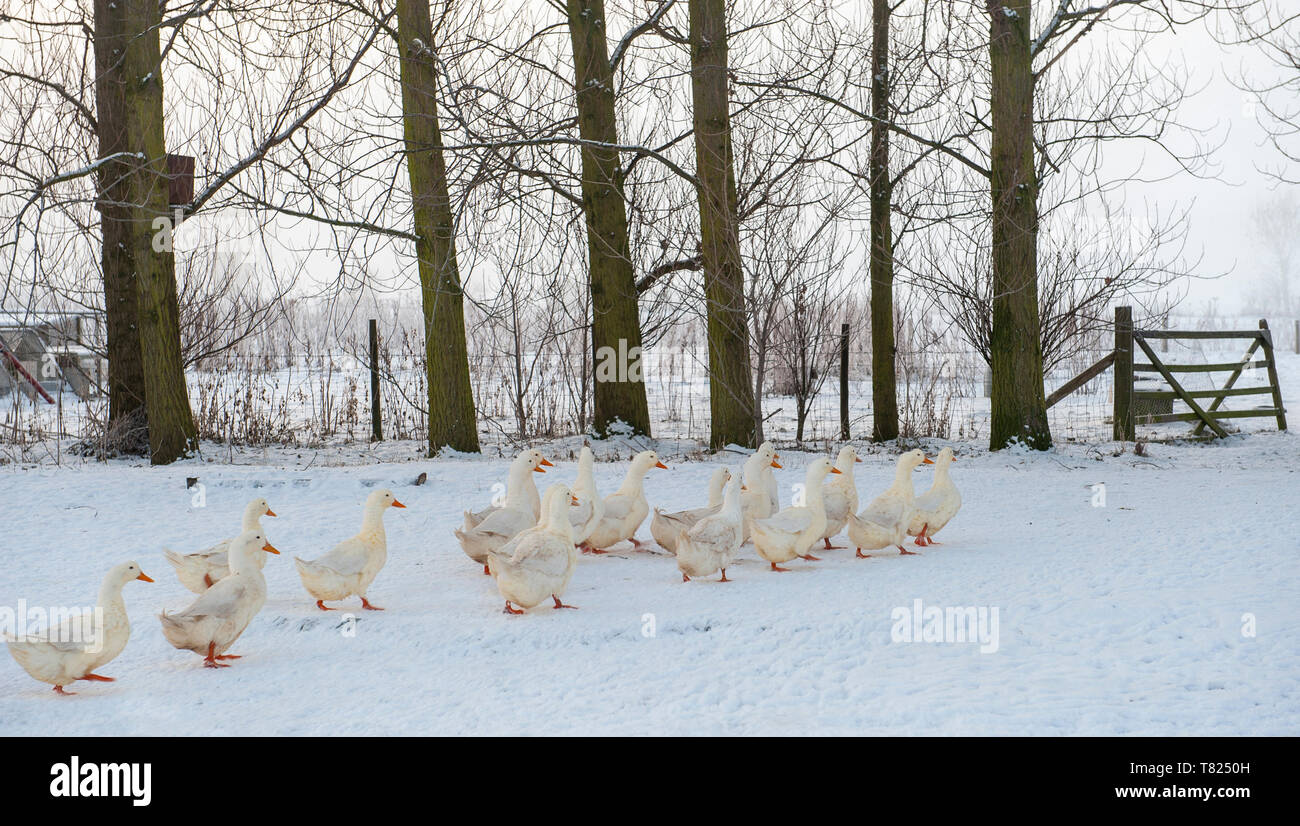 Aylesbury Ducks in the Snow Stock Photo