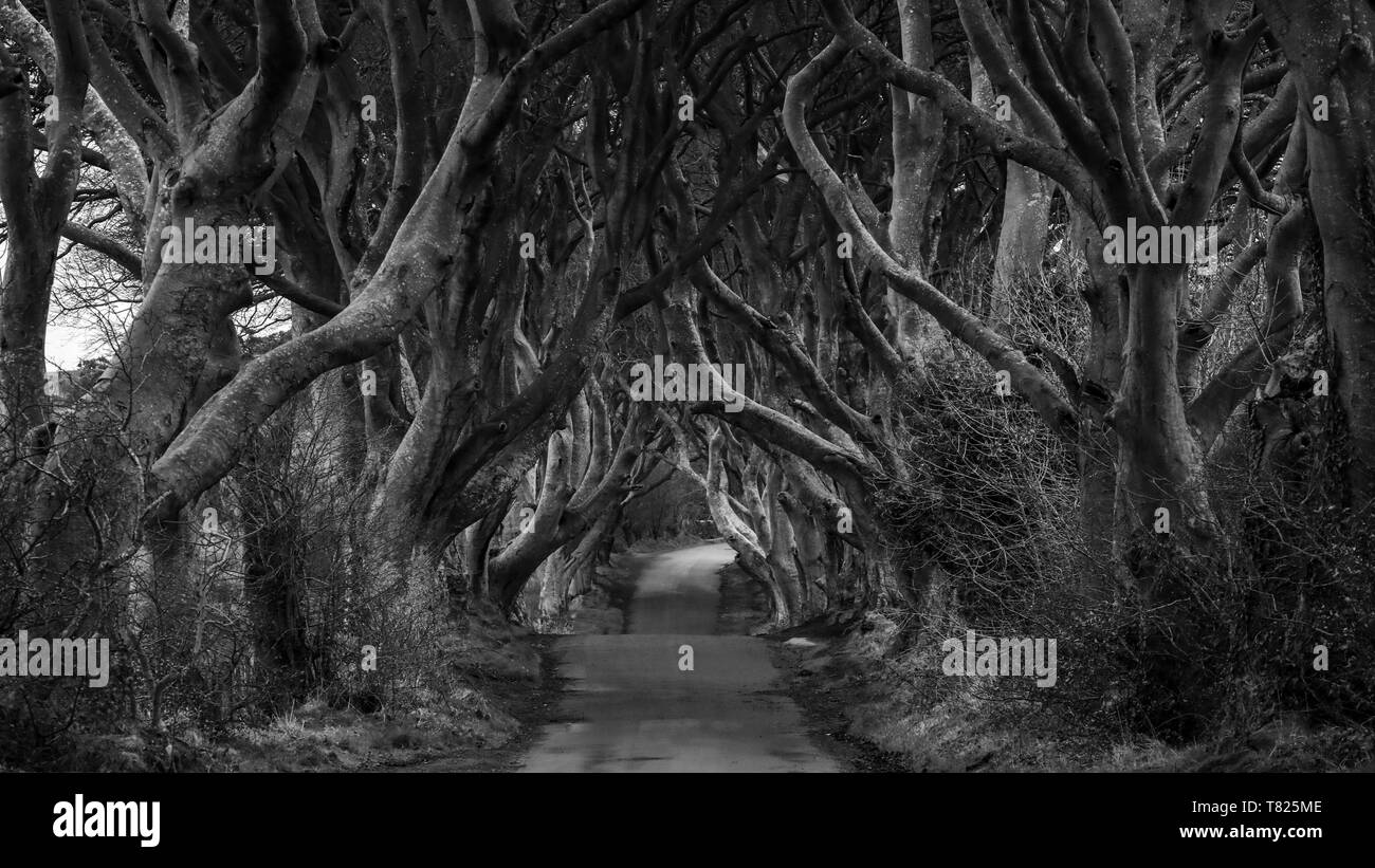 Dark Hedges in Northern Ireland Stock Photo Alamy